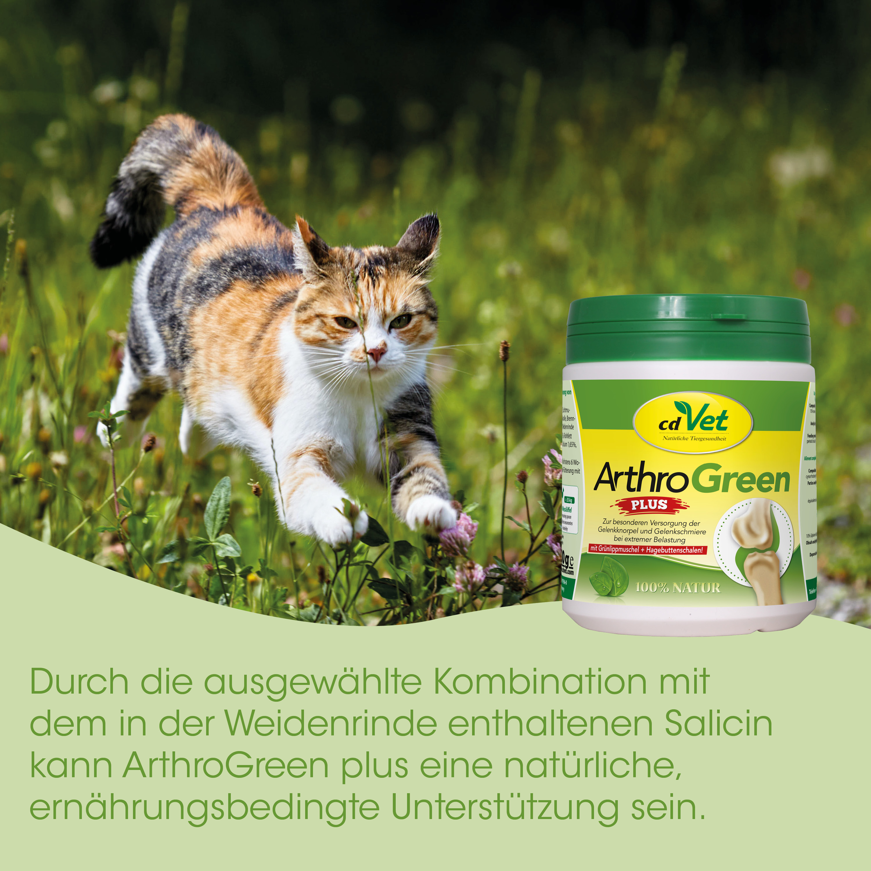 Katze, Außenbereich, Gras, Tier-Ergänzung, Knochen/Gelenke Ergänzung