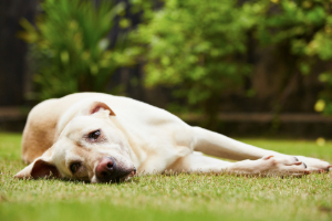 Hund, Labrador Retriever, Haustier, Gras