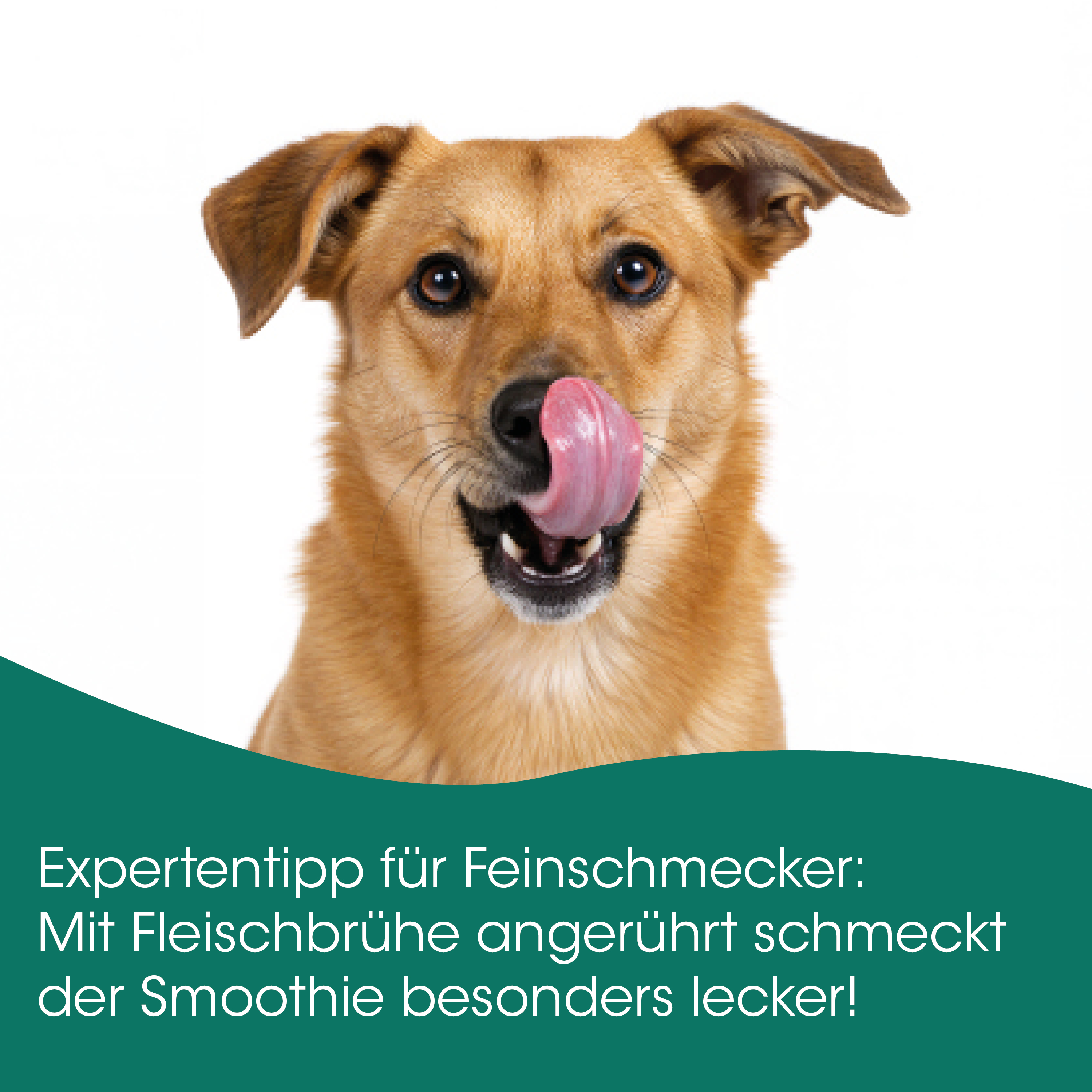 Hund, Tierfutter, Hunde-Snack, Lippenleck, Smoothie?