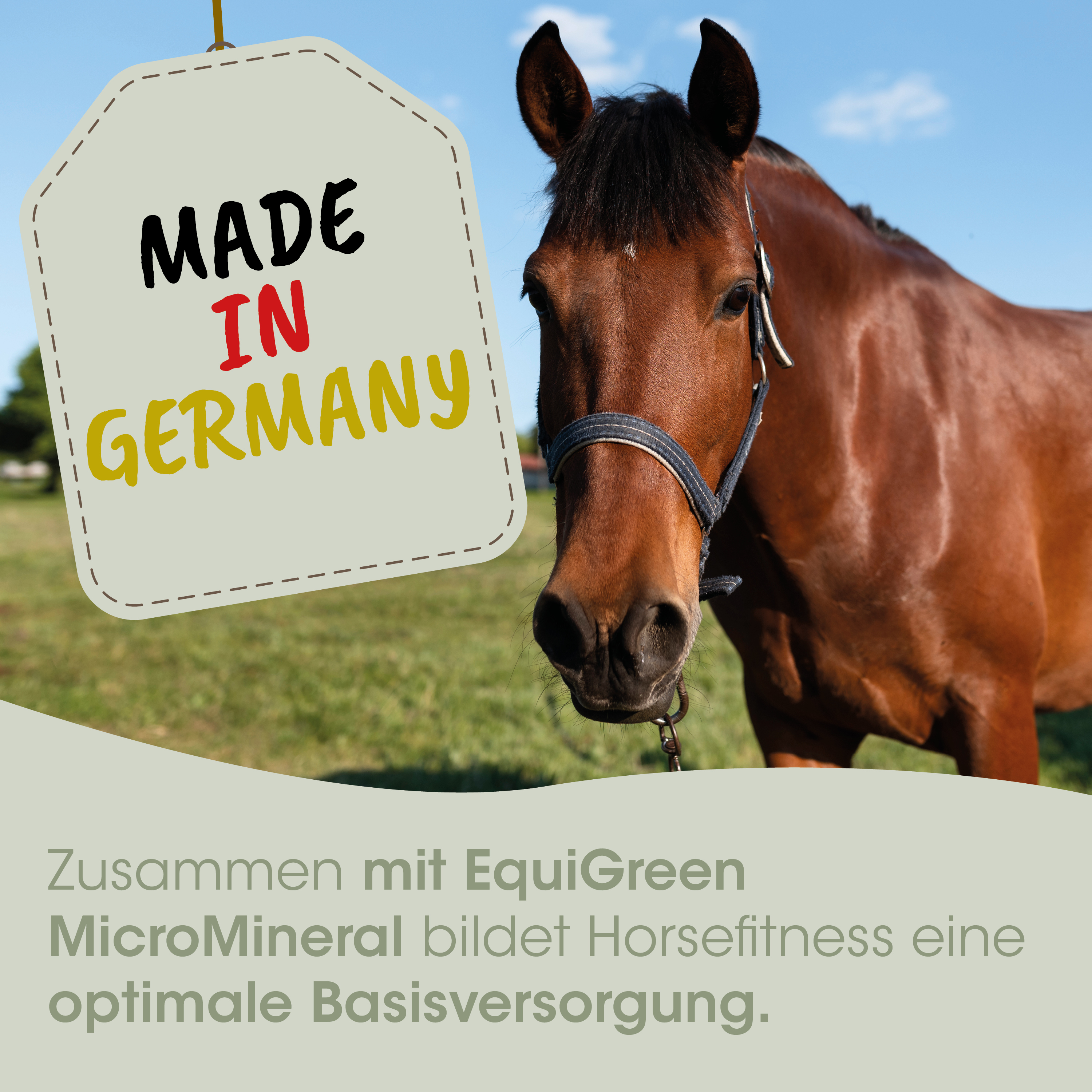 pferd, pferdekopf, zaum, braun, tag, made in germany, grasfeld, halfter, mülze, mane
