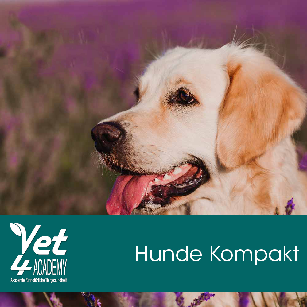 Hund, Golden Retriever, Säugetier, Haustier