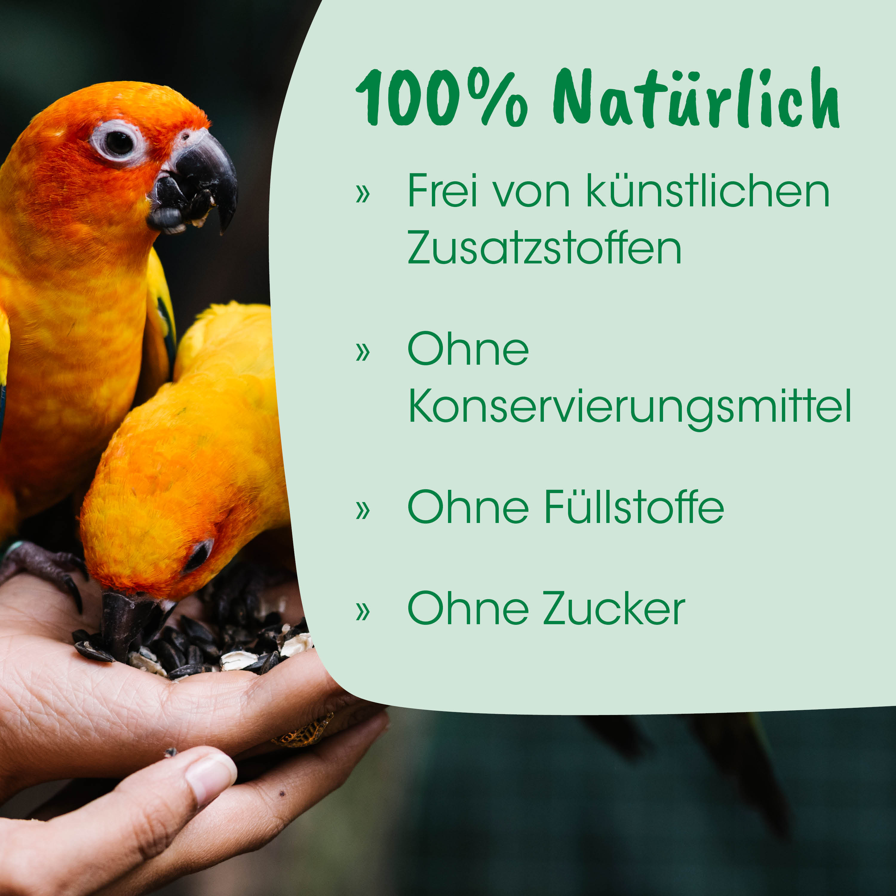 Wellensittich, handgefüttert, orangegelb, Haustier-Vogel, Samenmischung