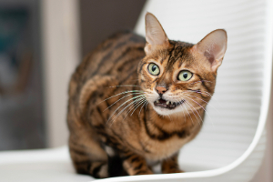 Abessinisch, Tier, Katze, Säugetier, Haustier