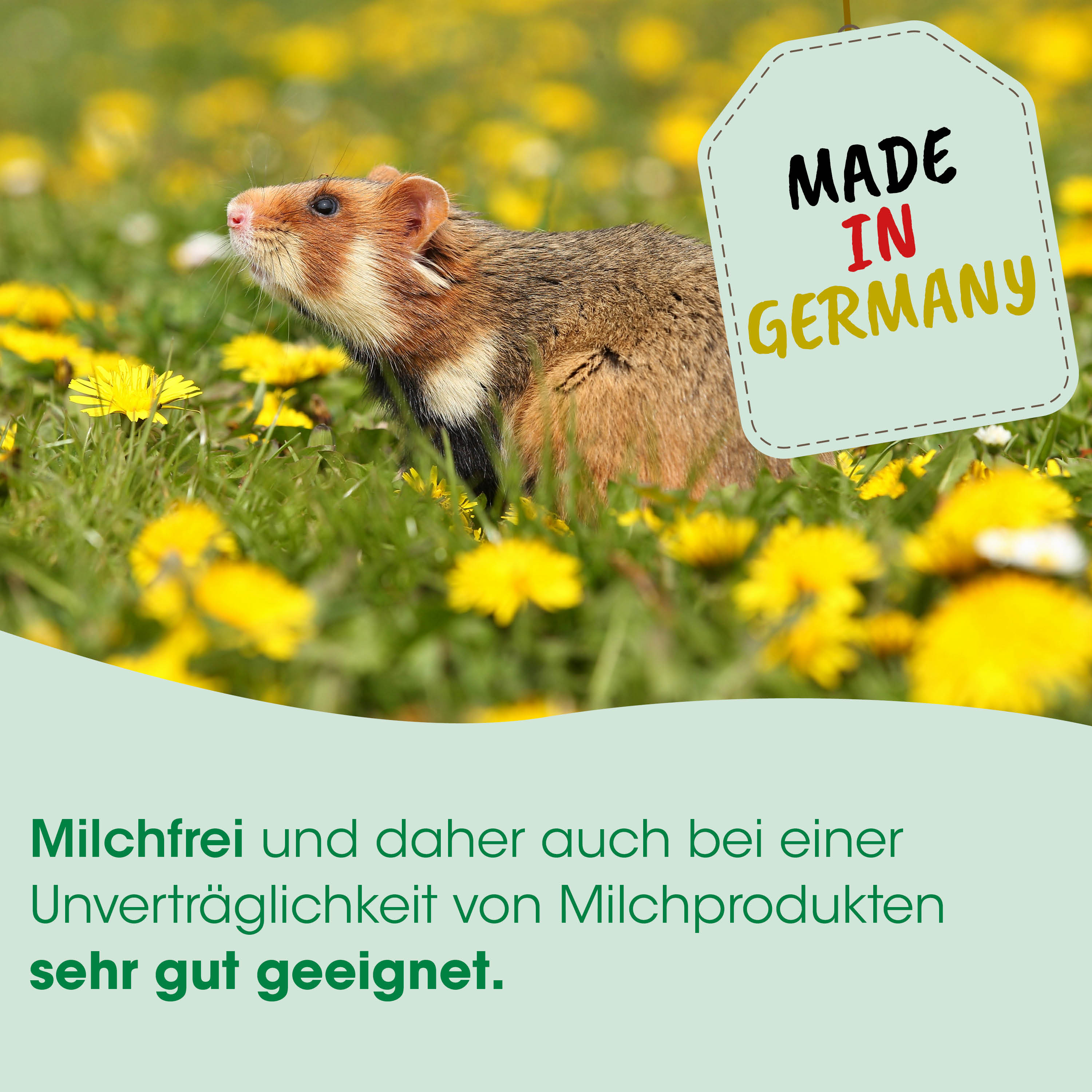 hamster, feld, Löwenzahn, Etikett, aus deutschland