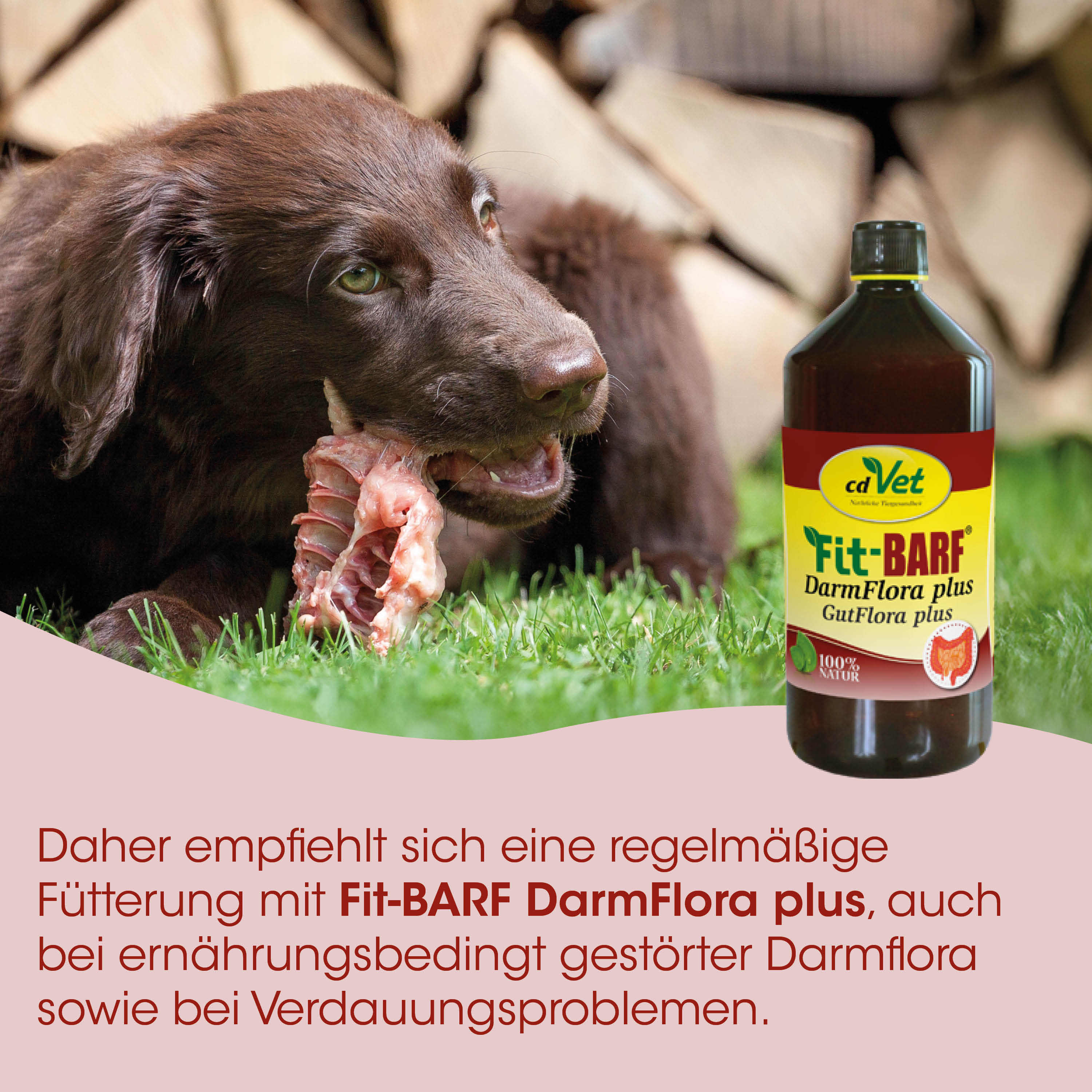 Hund, Hundebrei, rohes Fleisch, Knochen, Hundeergänzung