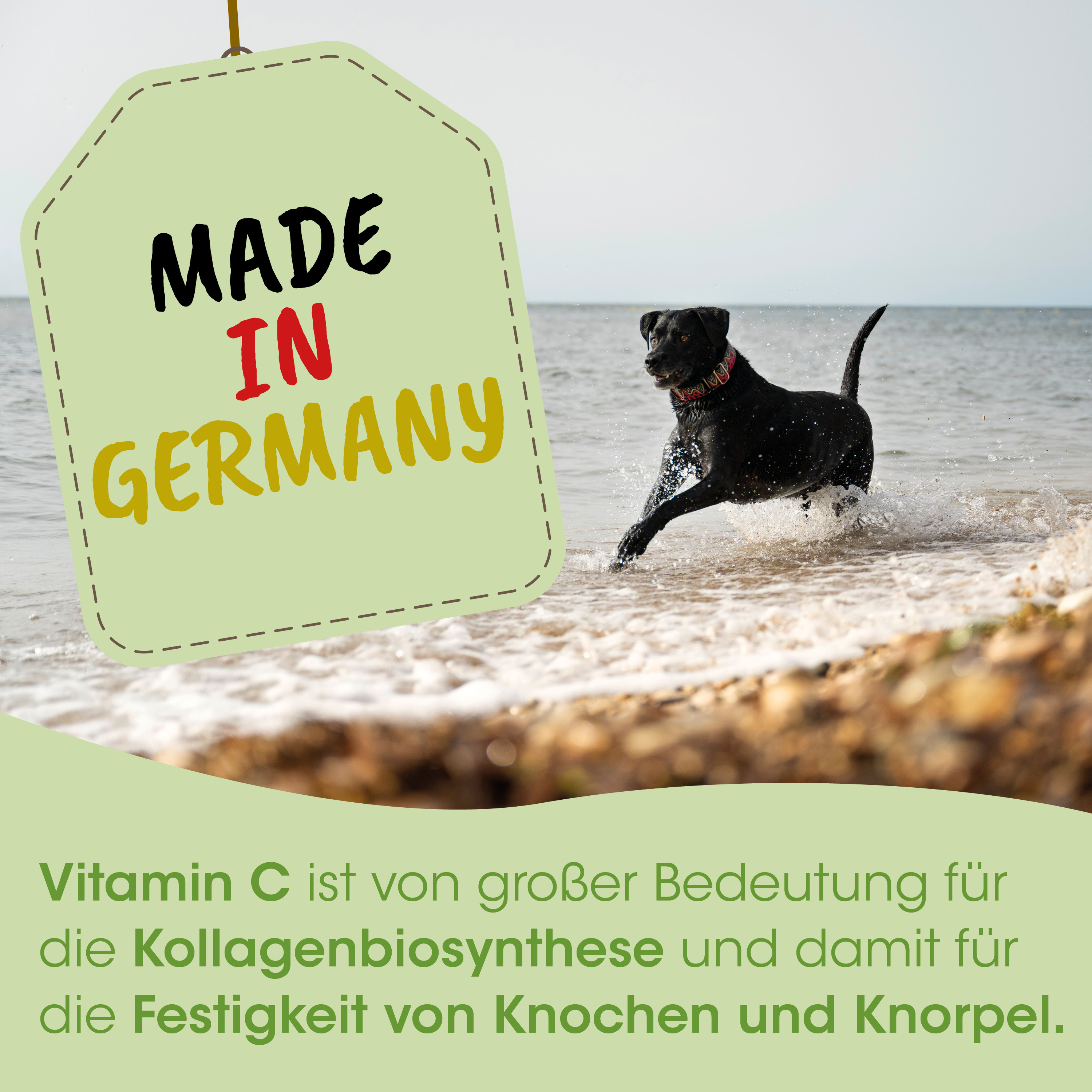 Hund, Schwarz, Strand, Schuhe?, Tag