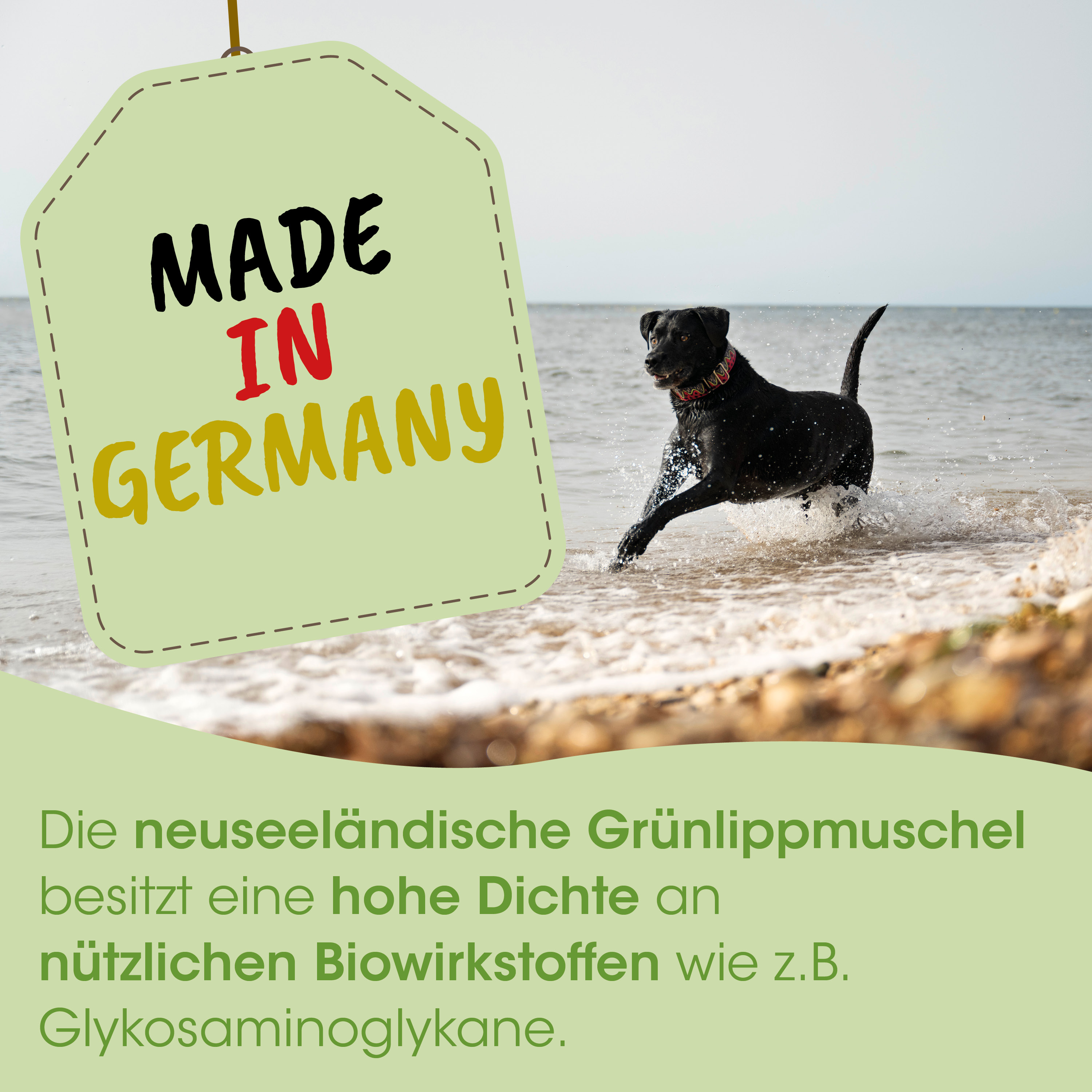 Hund, Halsband, Strand, Wasser, Etikett-Grafik