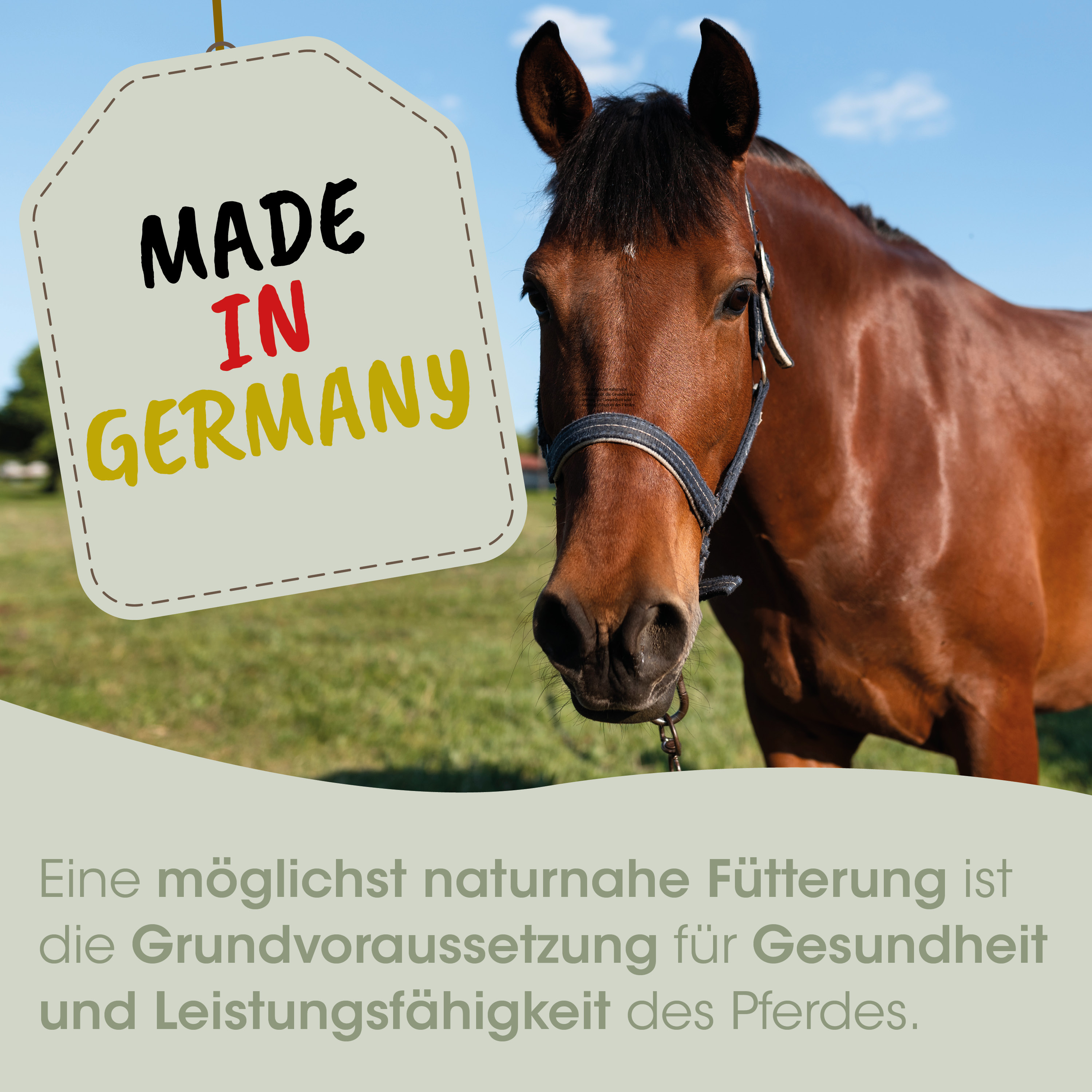 Pferd, Halfter, Brunettfarbe, Weide, Sattelbares?