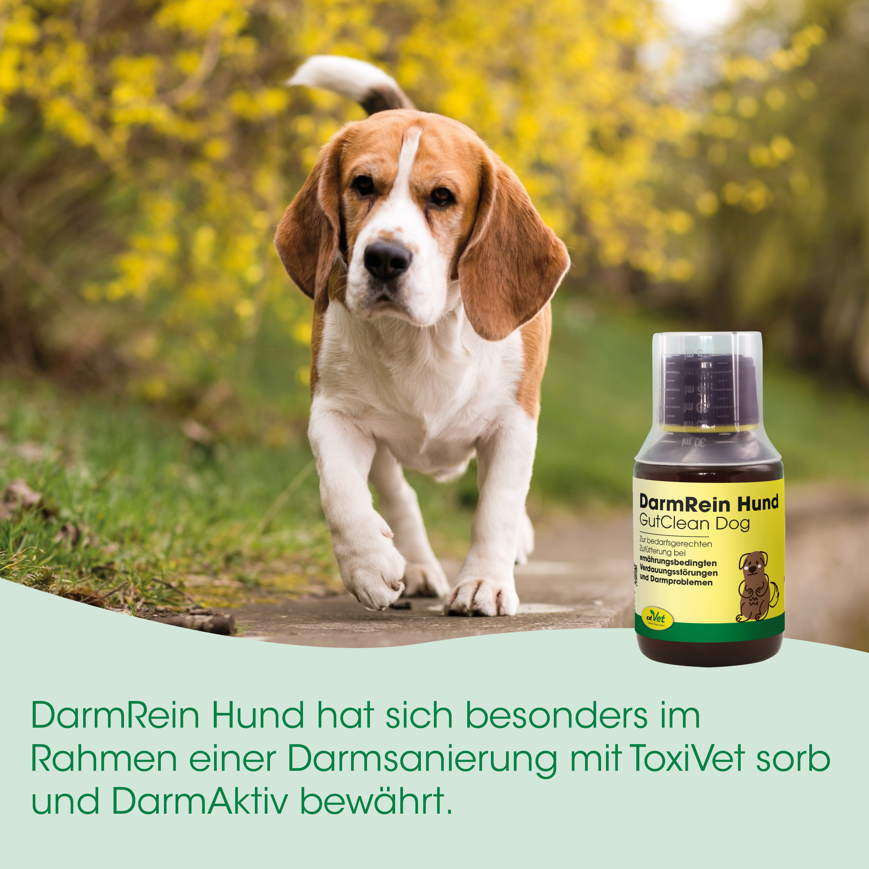 Hund, Beagle, Tiermedizin, Flasche, Medikament