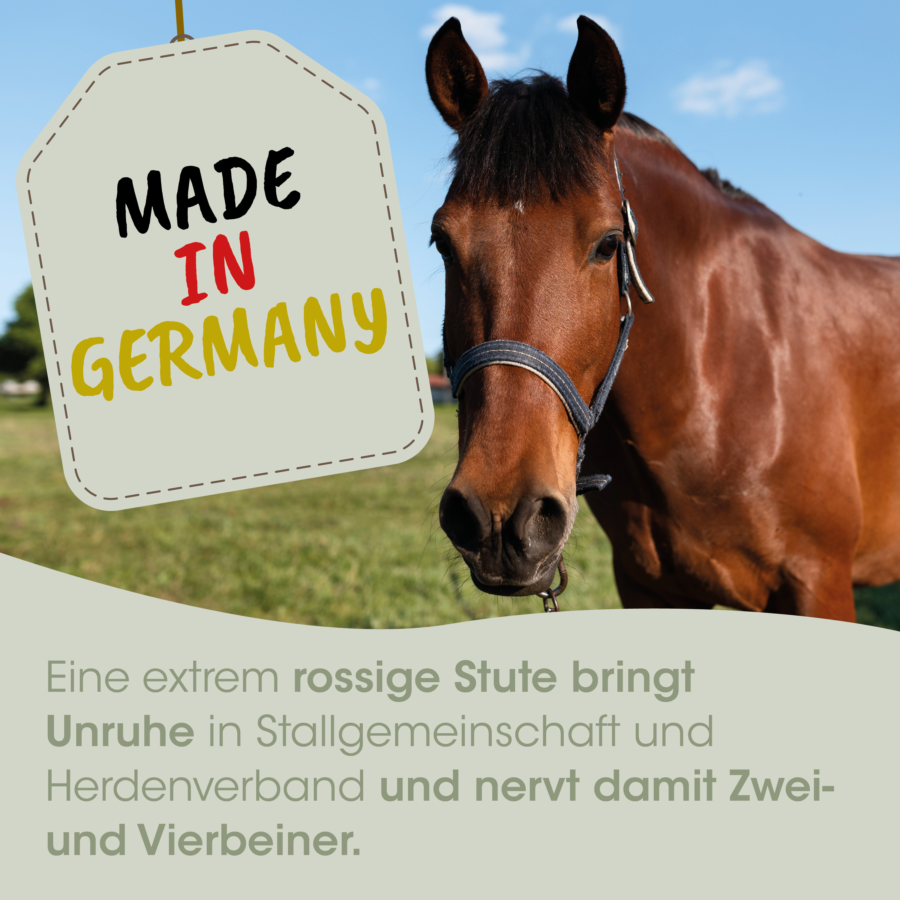 Pferd, braun, Halter, Stall, Made in Germany
