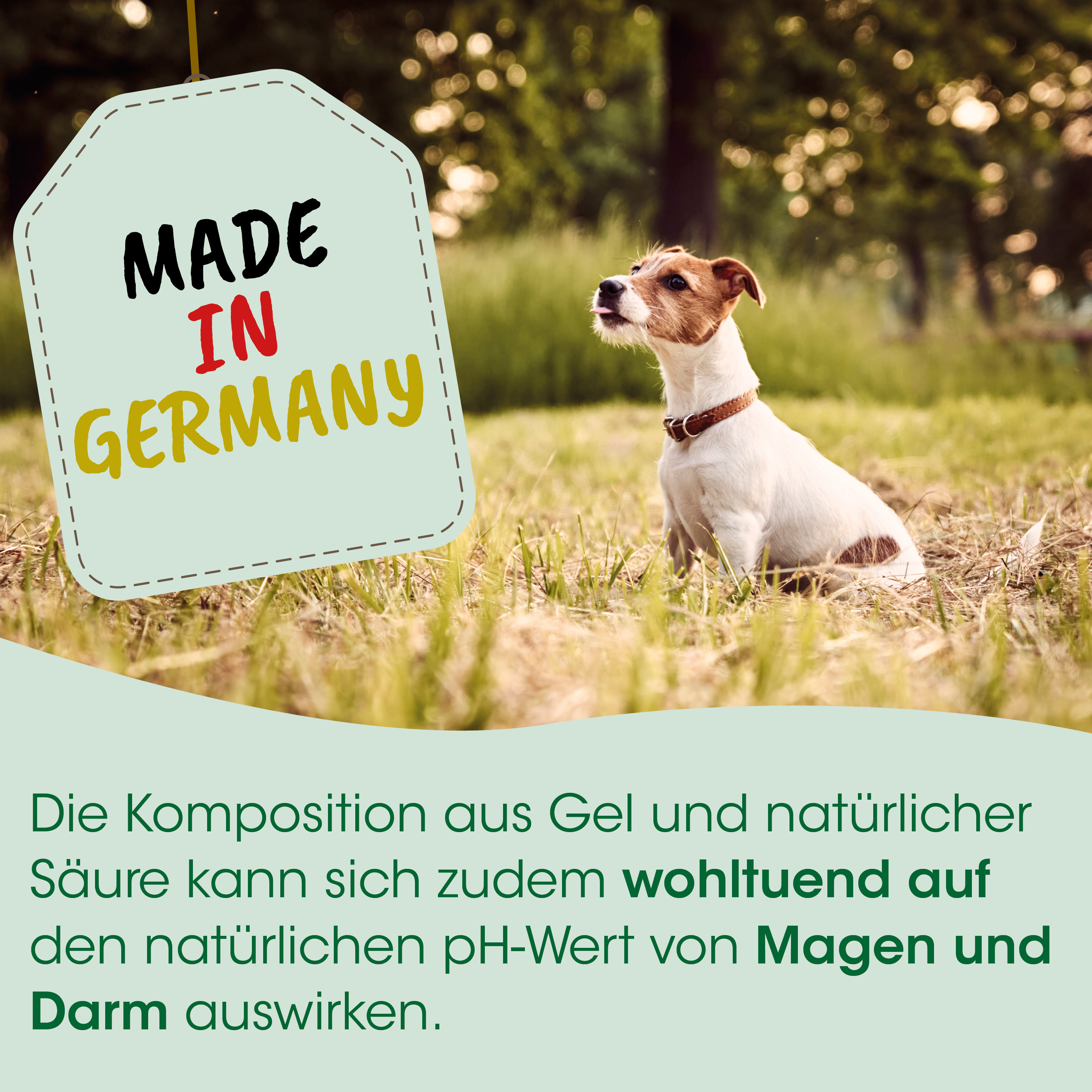 Hund, Tier, Halsband, weiß braun, Graslandschaft