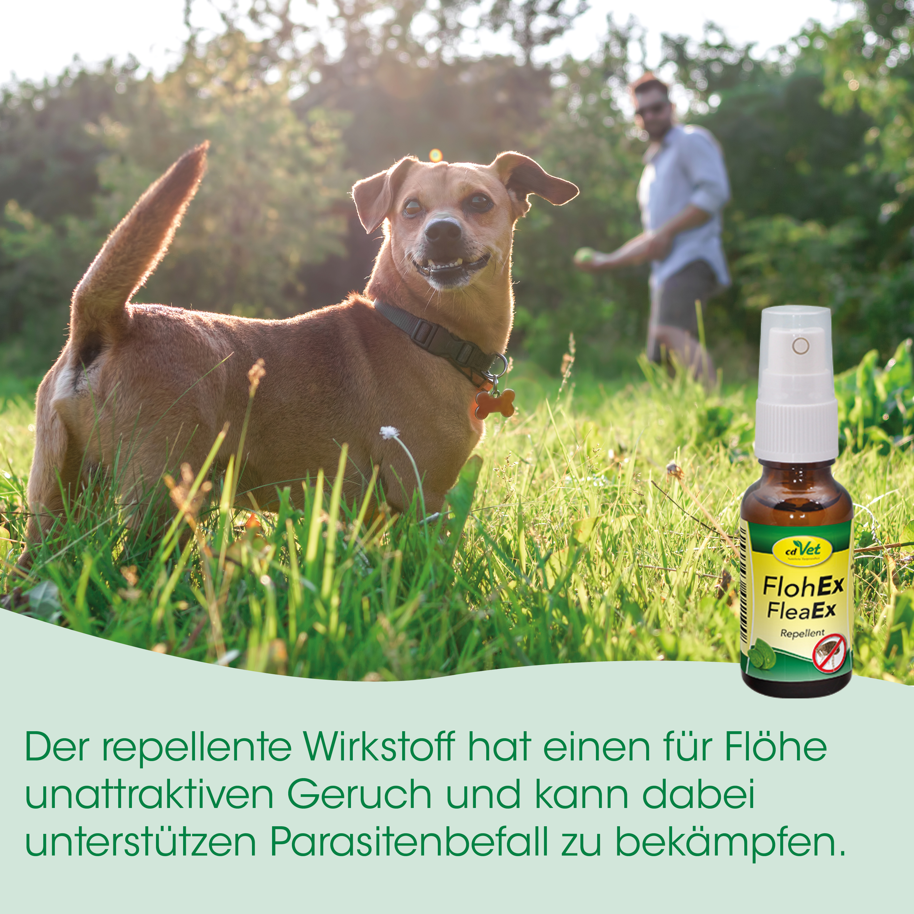 Hund, Hundehalsband, Gras, Sprayflasche, Flohbekämpfung