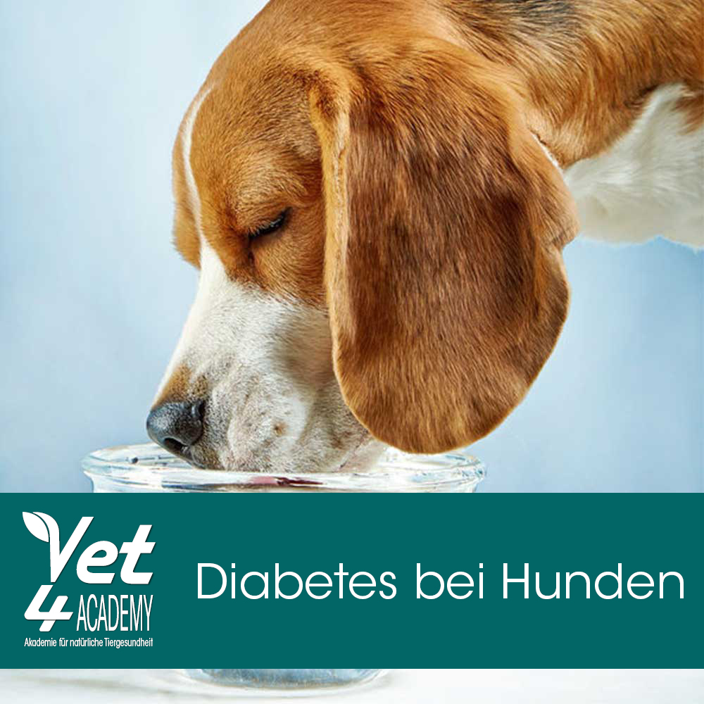 Videoaufzeichnung - Diabetes bei Hunden