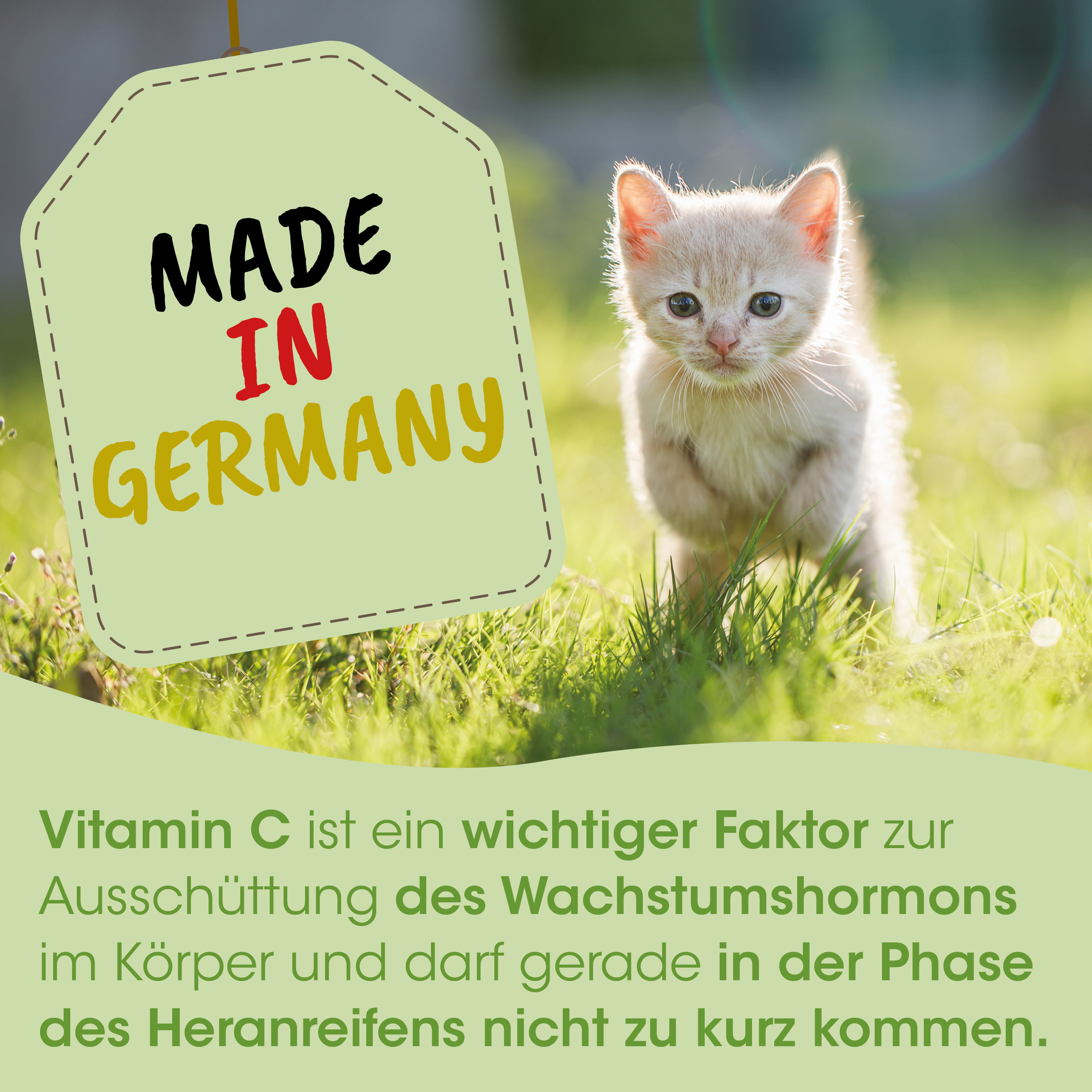kätzchen, katze, junges, fell, gras
