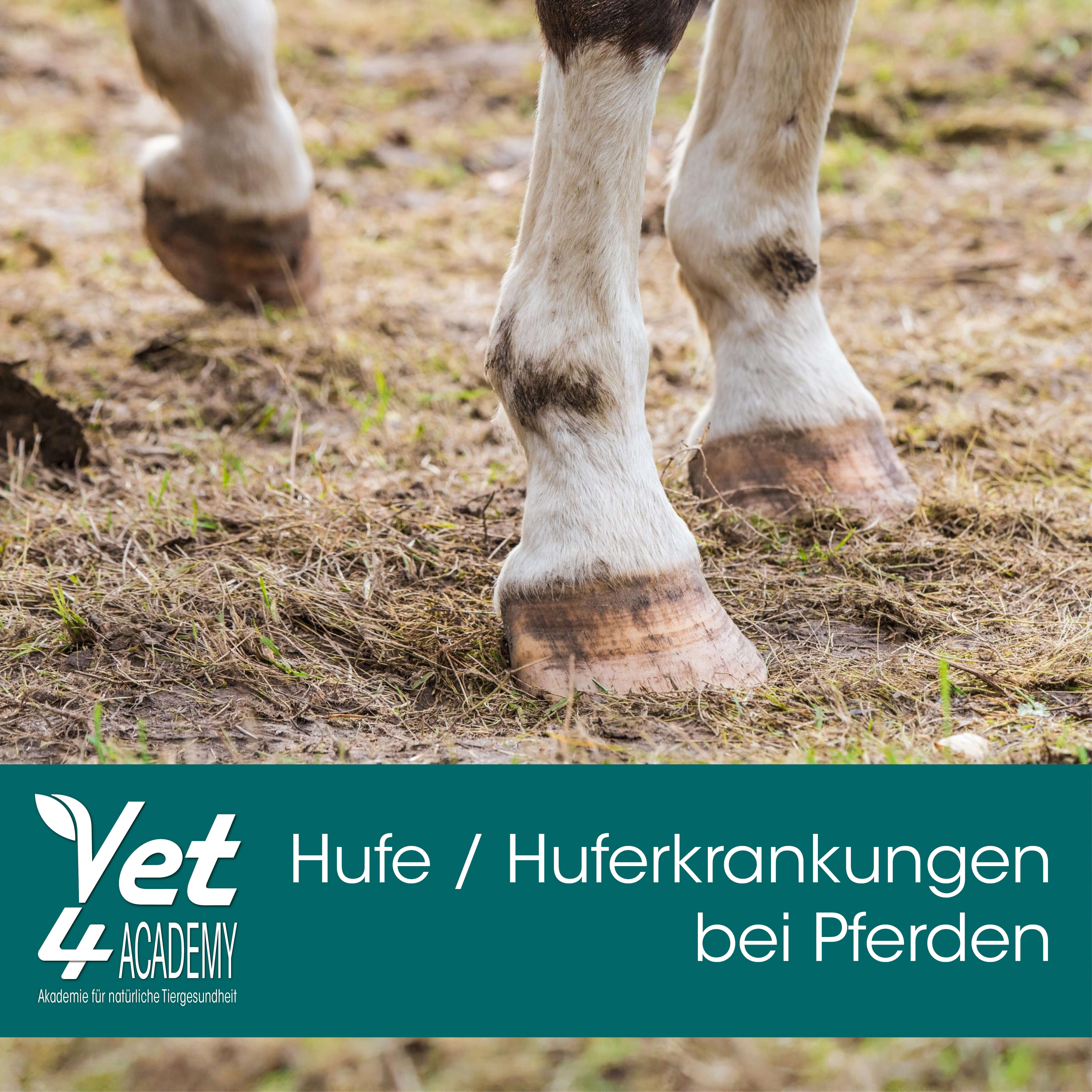 Videoaufzeichnung - Hufe & Huferkrankungen bei Pferden