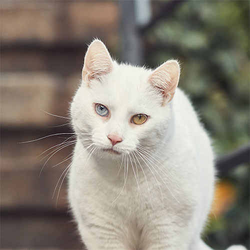 Tier, Katze, Säugetier, Haustier, Angora