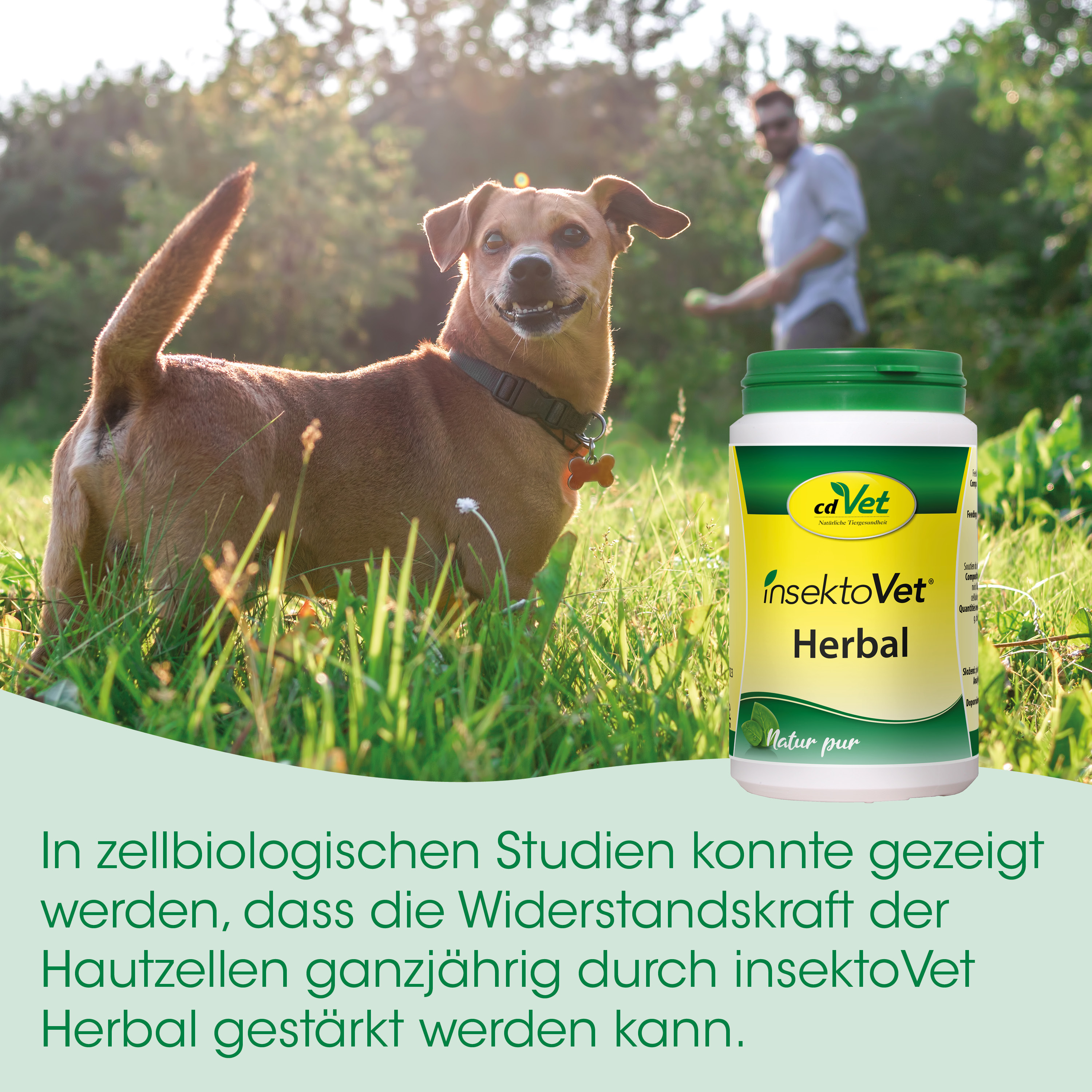 Hund, Hundefutter, Insektenschutz, Herbal, Tiergesundheit