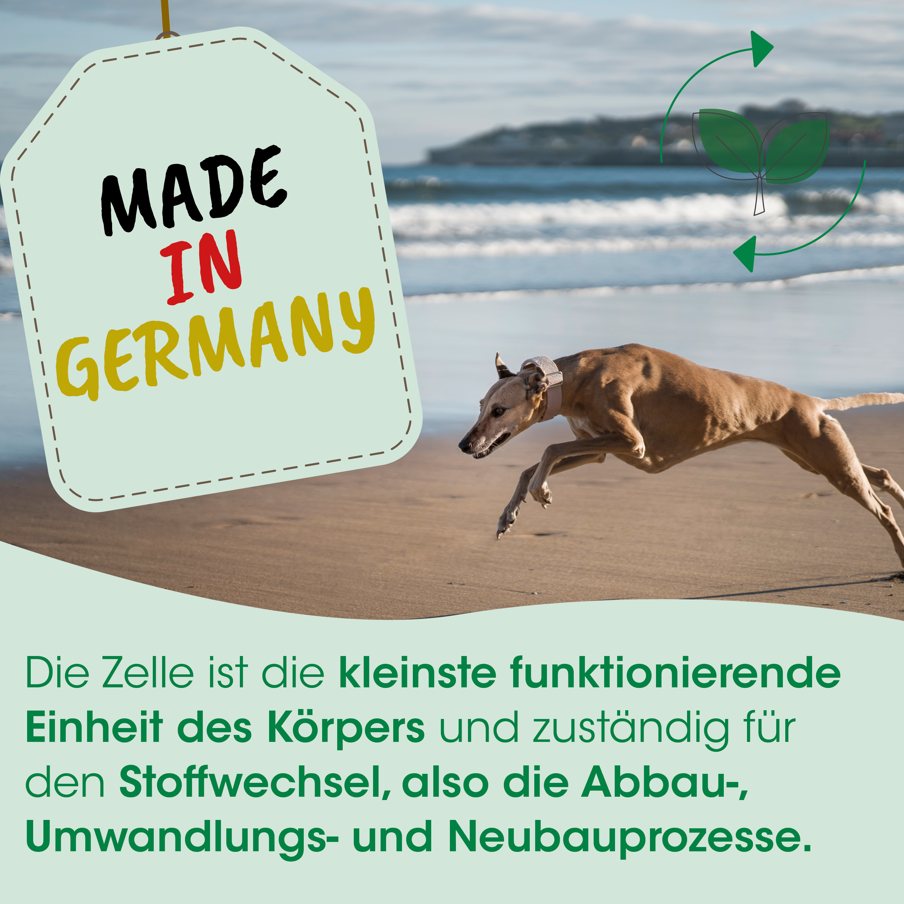 Hunde-Tag, Laufende Hund, Beach, Tiertraining, Made in Germany
