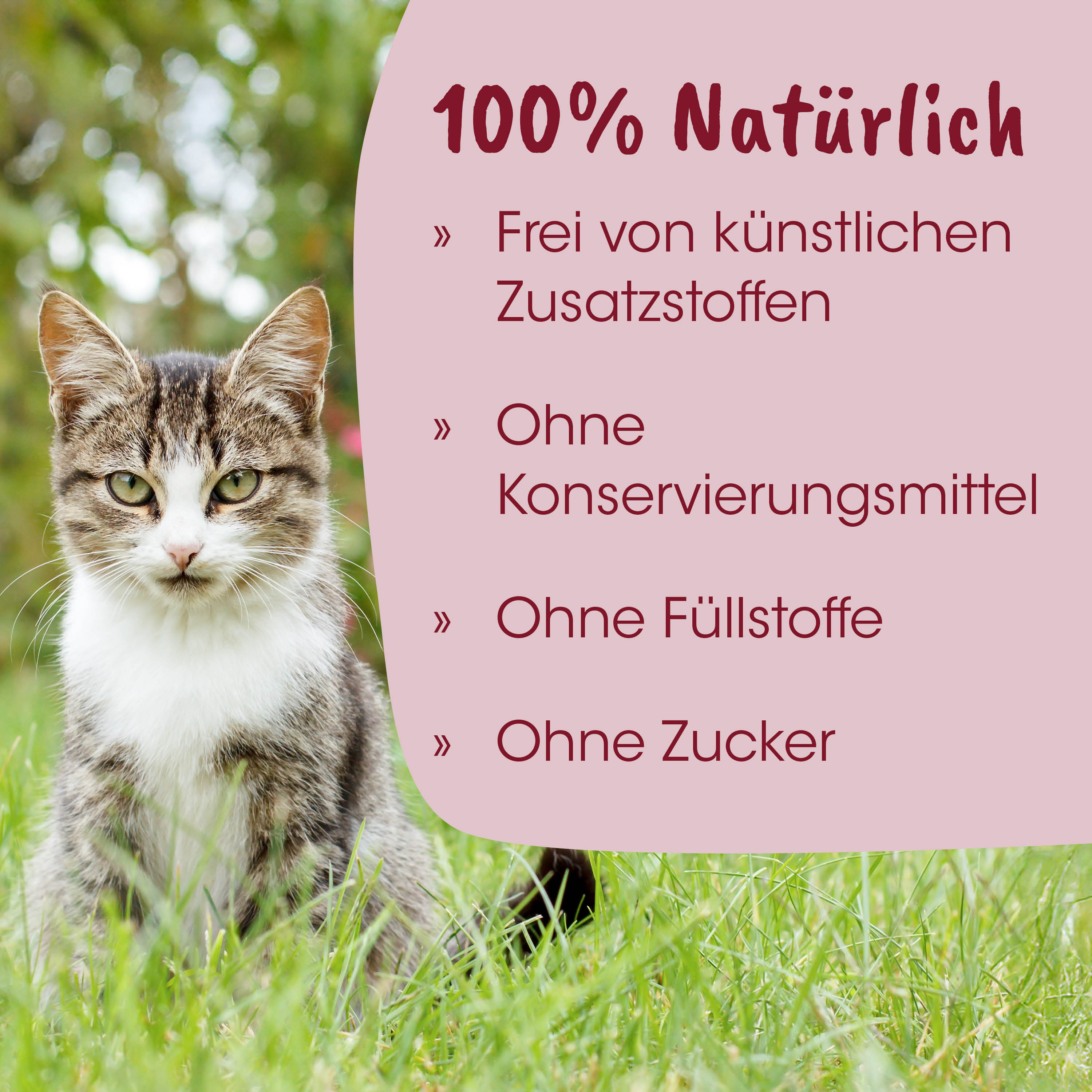 Katze, Katze im Gras, Haustier, Säugetier, Außenaufnahmen