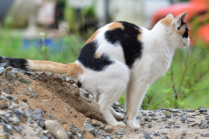 Kies, Straße, Katze, Haustier, Mann