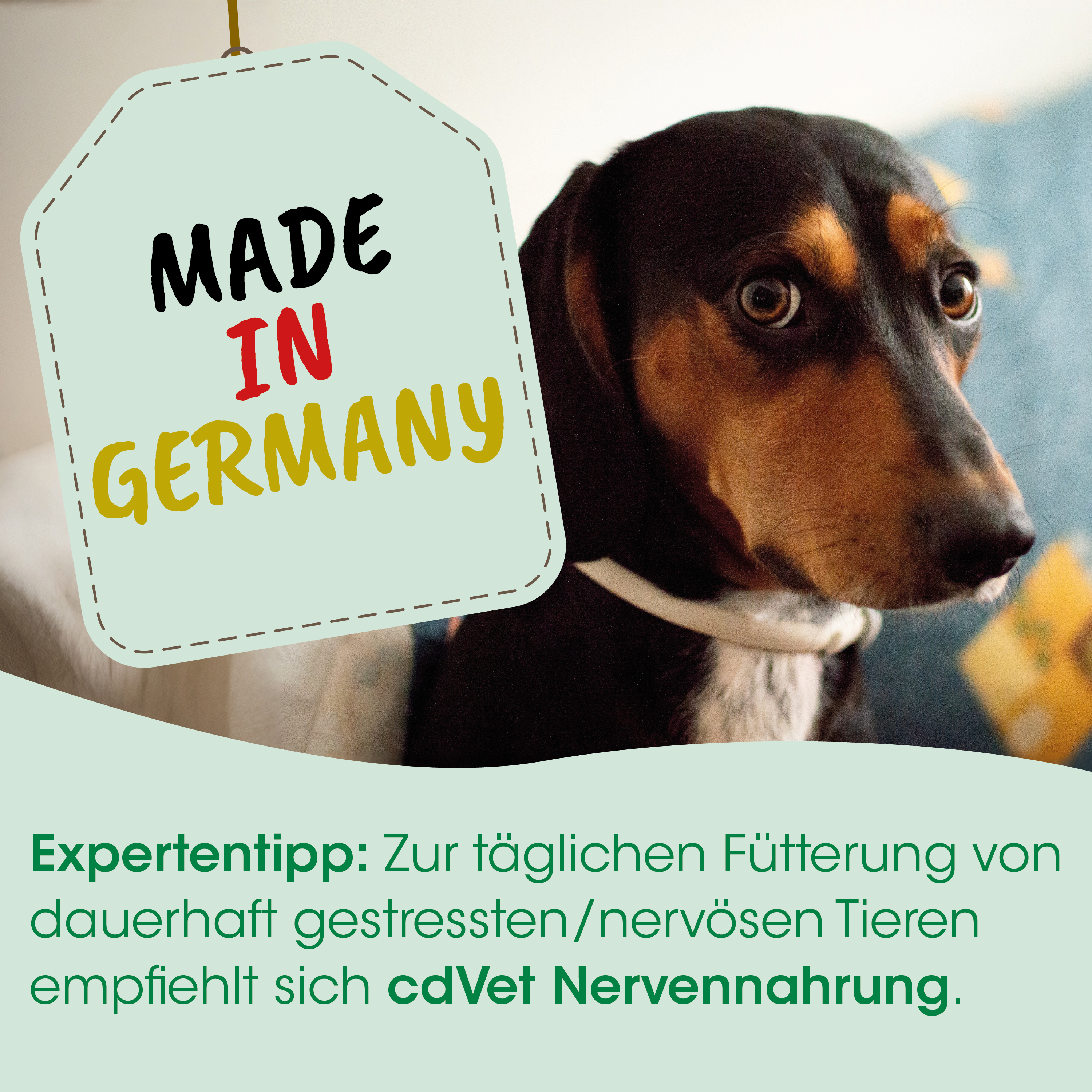 Hund, Dackel, Tier, Made in Germany, Hundeetikett