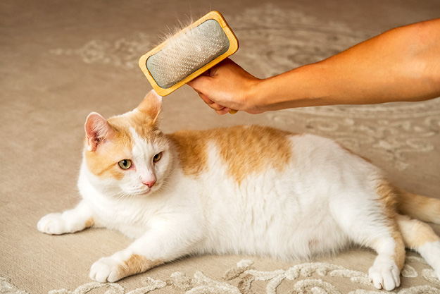 Pinsel, Werkzeug, Katze, Haustier, Person