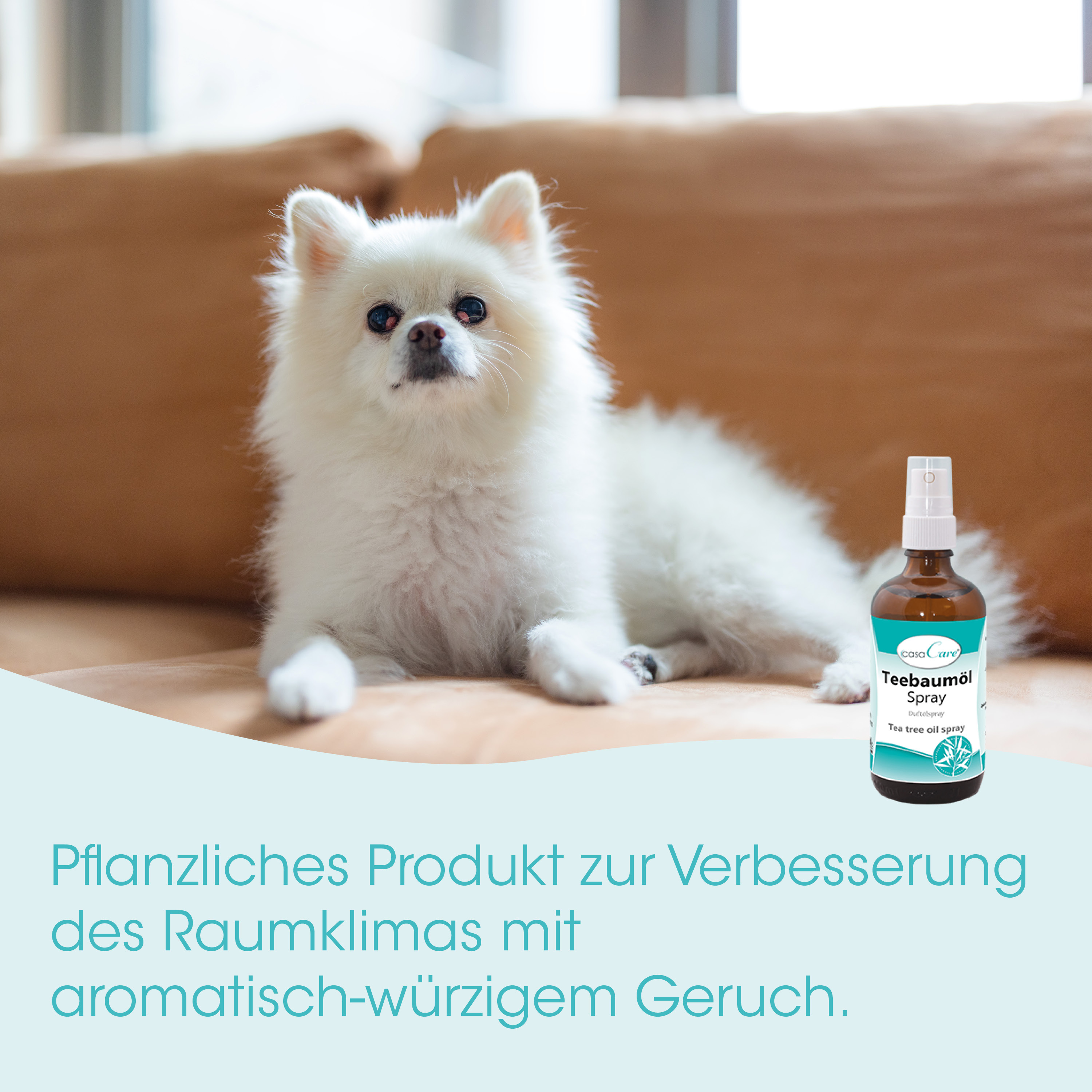 Hund, Zwergspitz, Weiß, Sprühflasche, Tierpflege