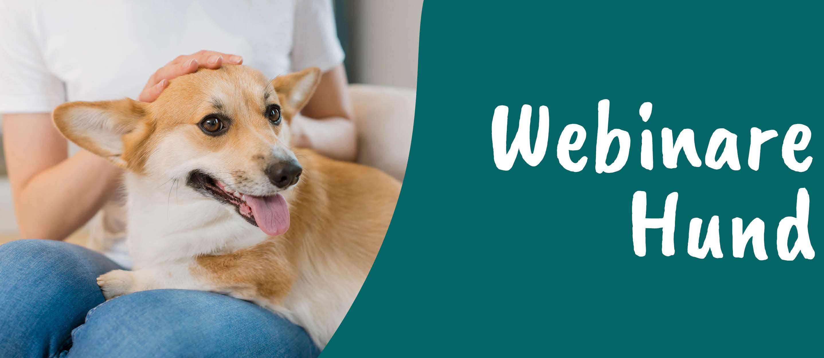 Hund, Säugetier, Haustier, Doktor, Person