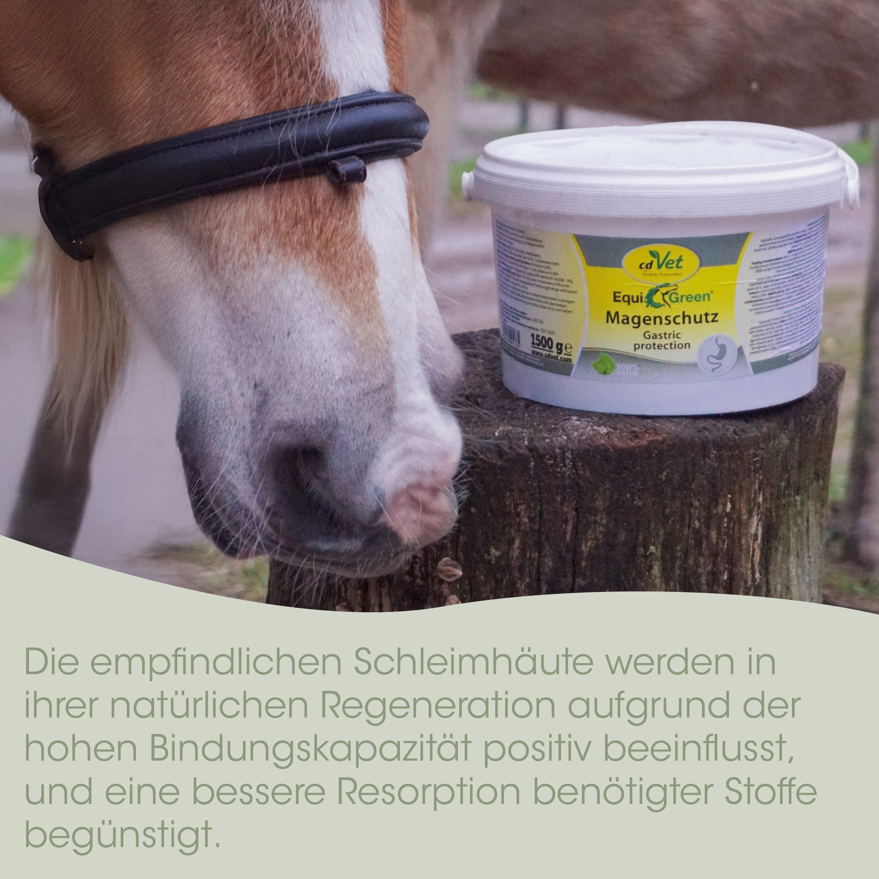 Pferd, Halfter, Pflege, Salbe, Behälter