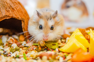 Tier, Ratte, Nagetier, Haustier, Hamster