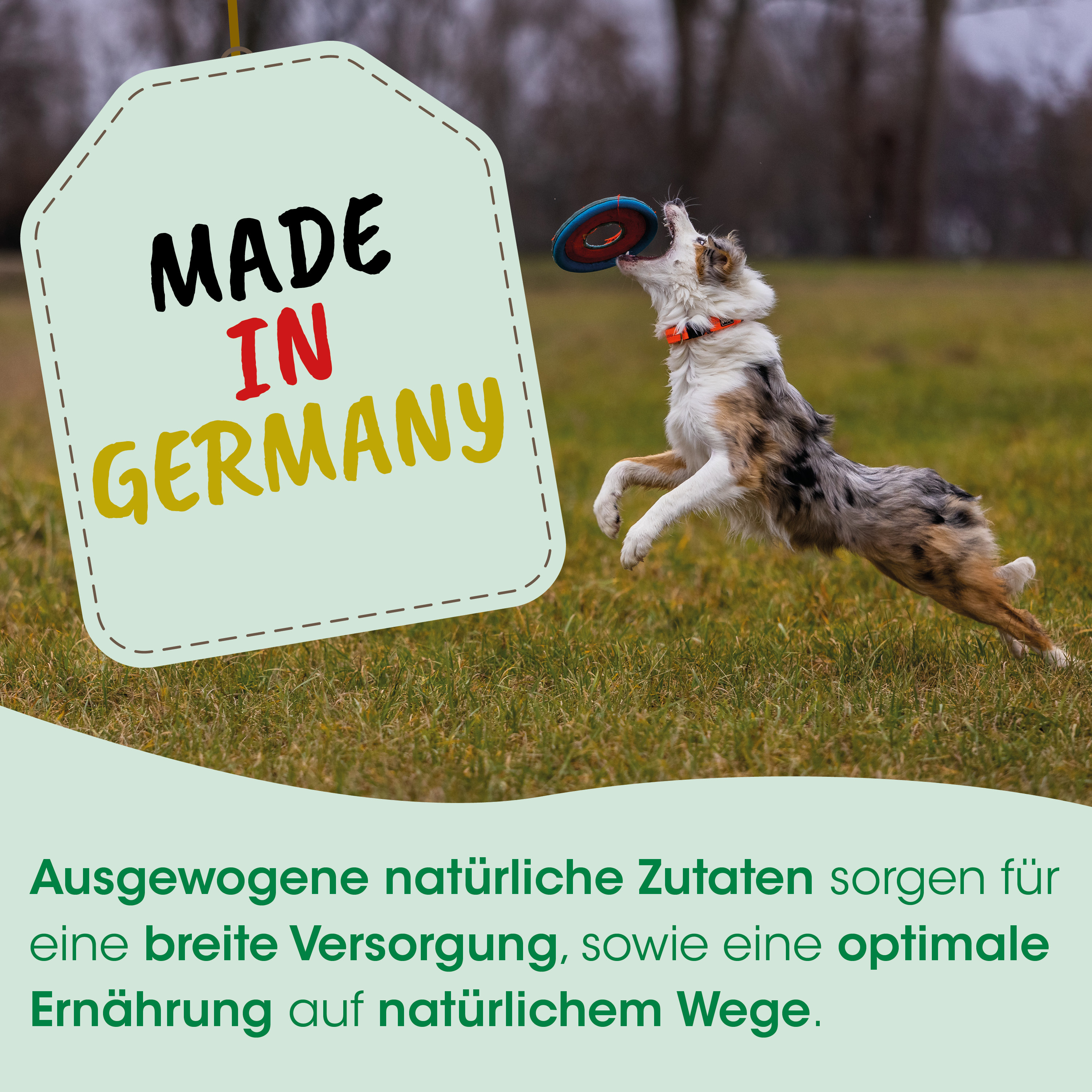 Hund, Frisbee, Outdoor, Halsband, Hürdenlauf