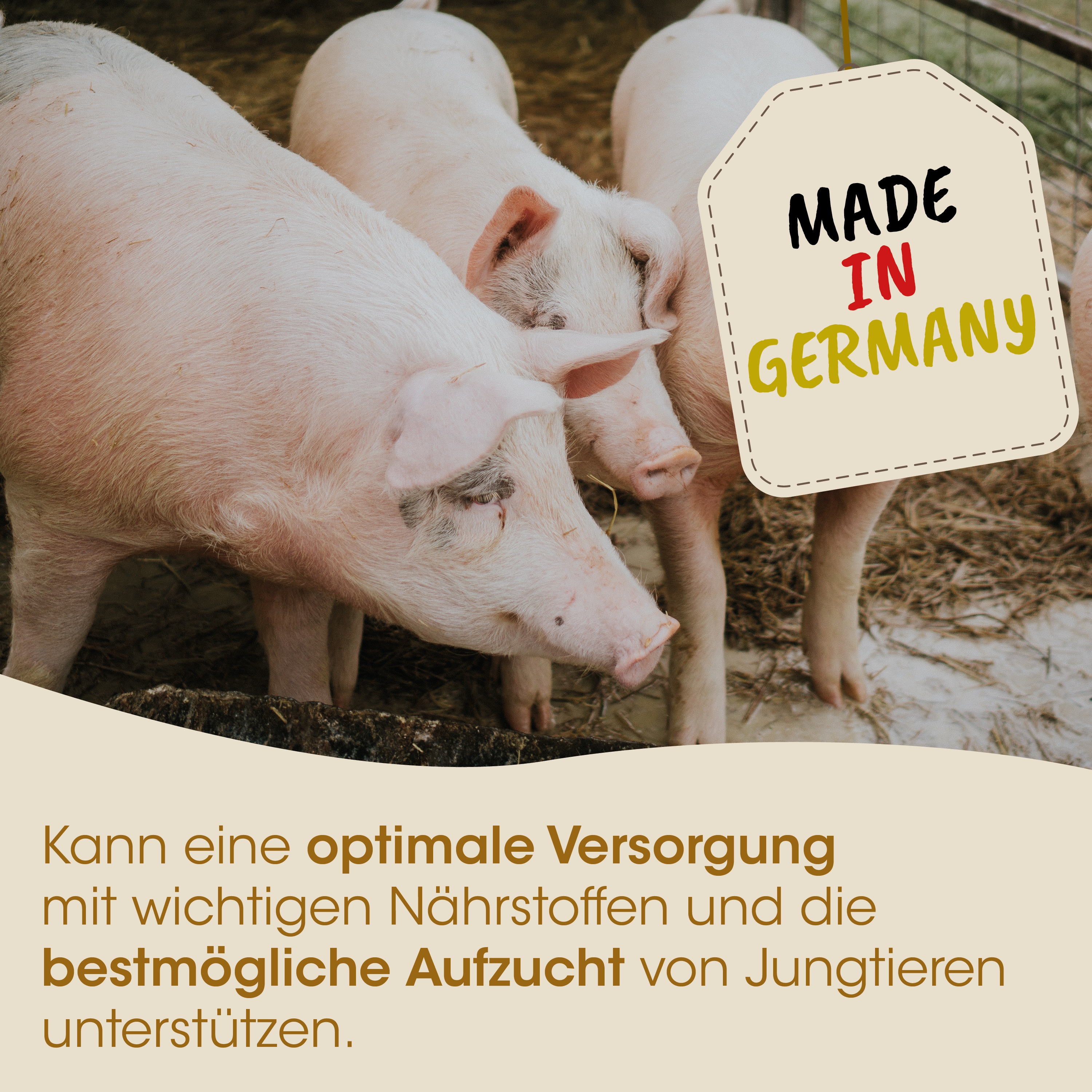 Schweine, Schweinestall, Tierhaltung, Made in Germany, Nahrung/Nährstoffe
