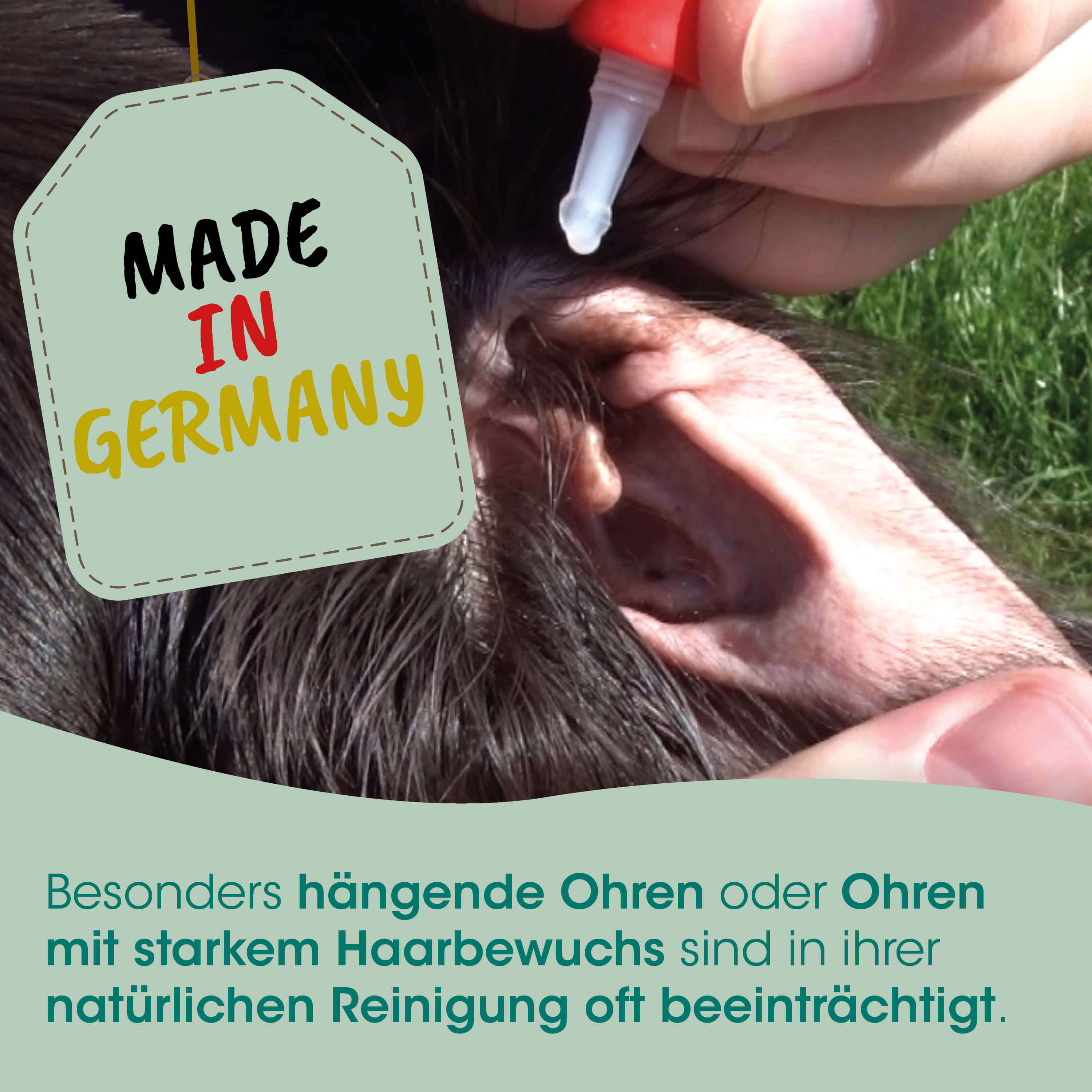 Ohr, Ohrläppchen, Ohrenpflege, Ohrentropfer, Haarpflege