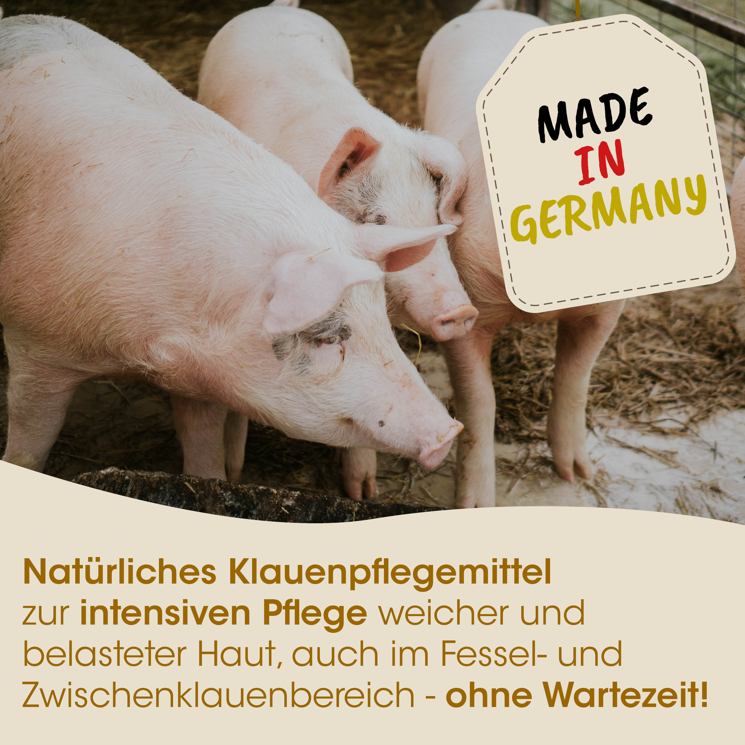 Schweine, Schweinestall, Landleben, Tierhaltung, Made in Germany