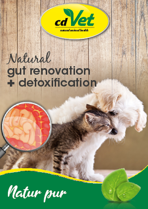 Flyer Rehabilitation measures of the intestine, Dog, DIN A6 Farbe, 6-Seitig