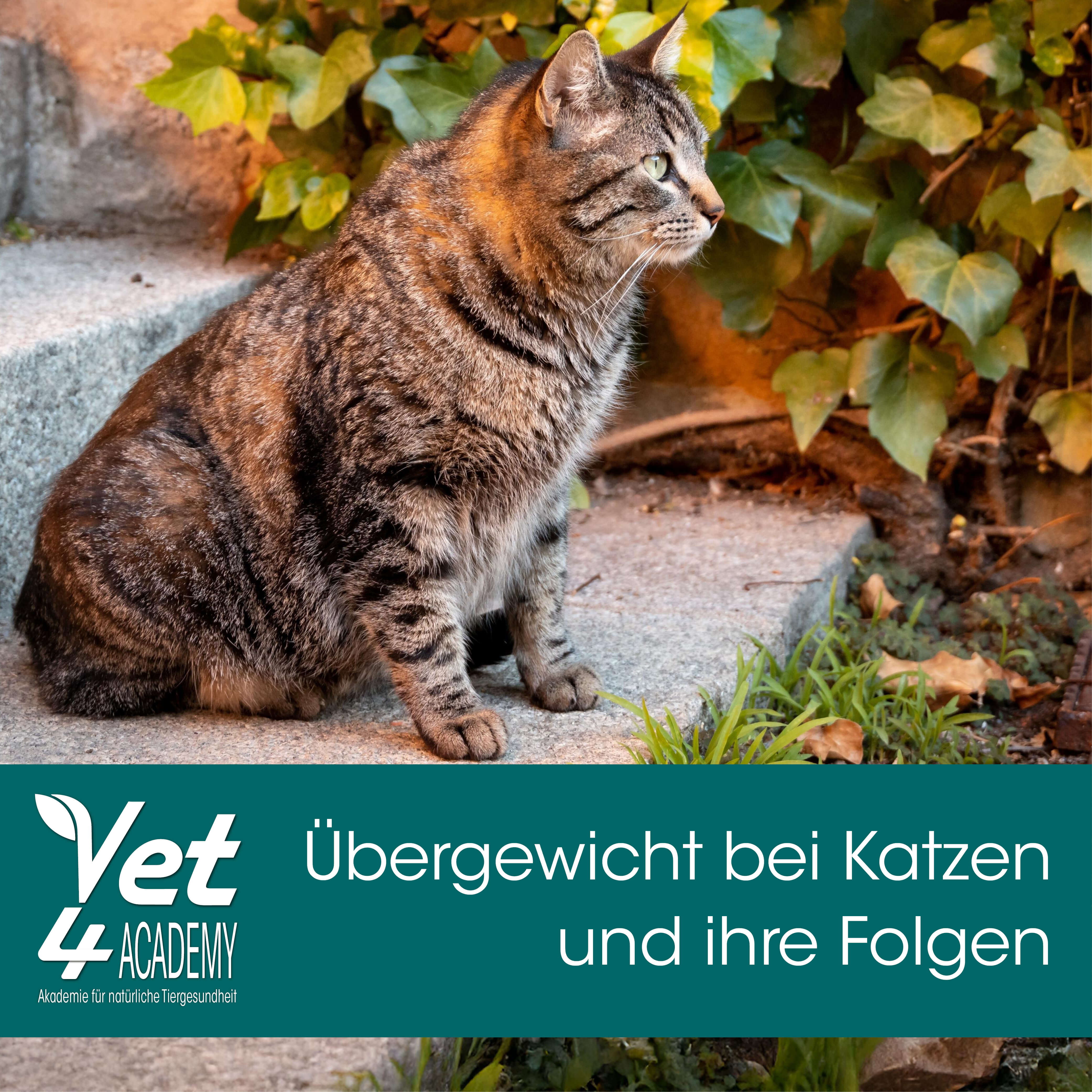 Katze, Mann, Haustier, Blatt, Pflanze