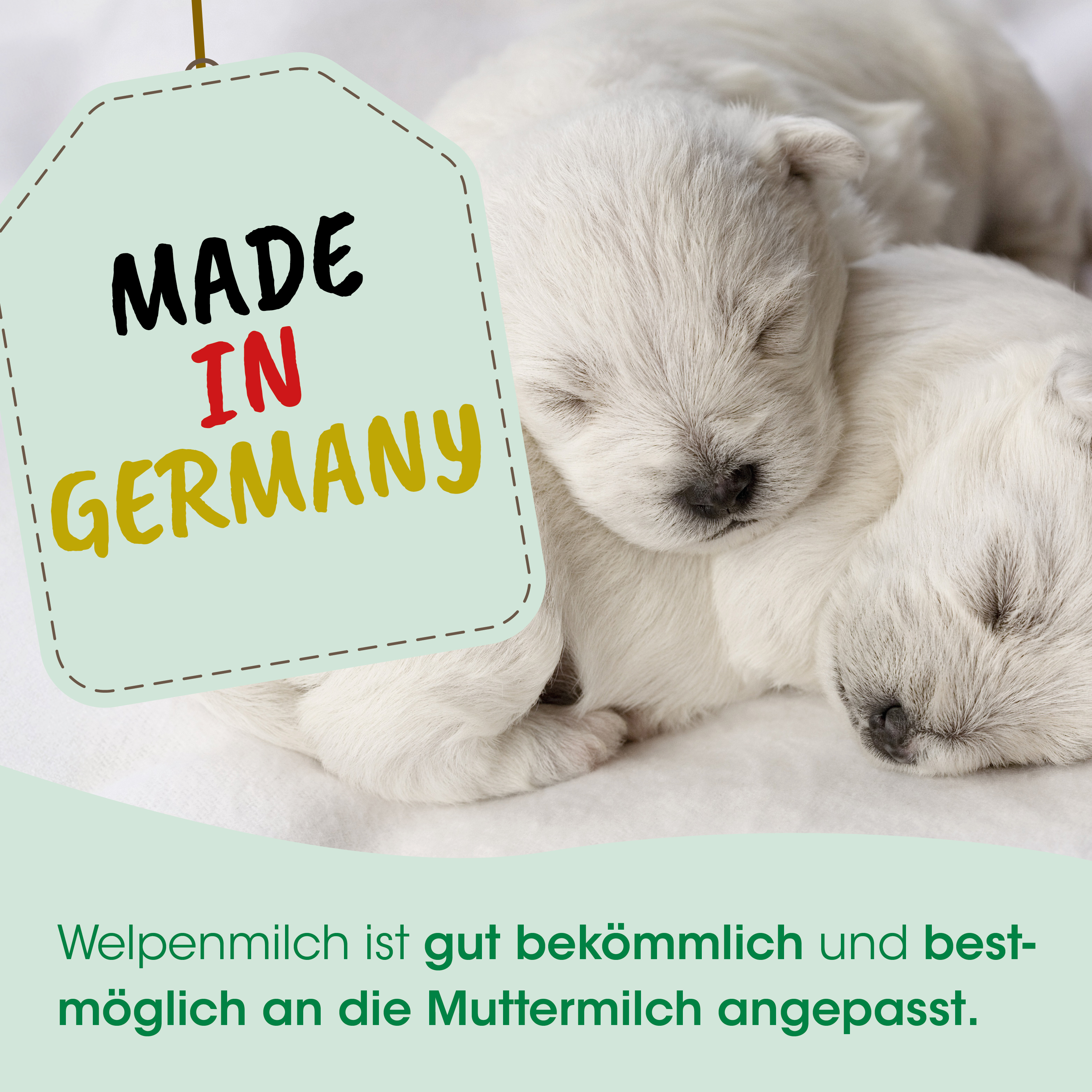 puppy, dog, sleeping, cream, fur