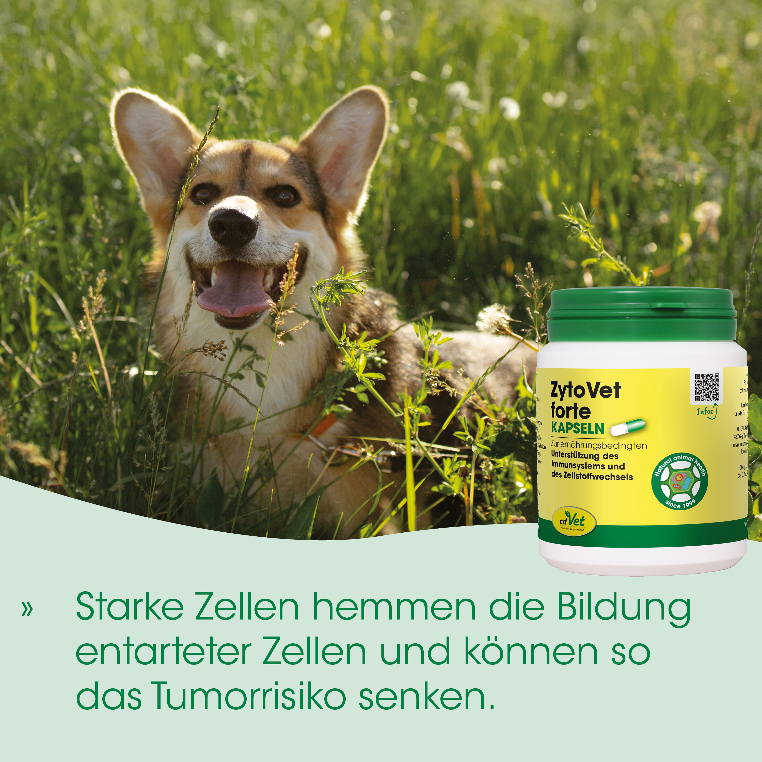 Hund, Kapseln, Tierarztmedikament, Nahrungsergänzung, Naturprodukt