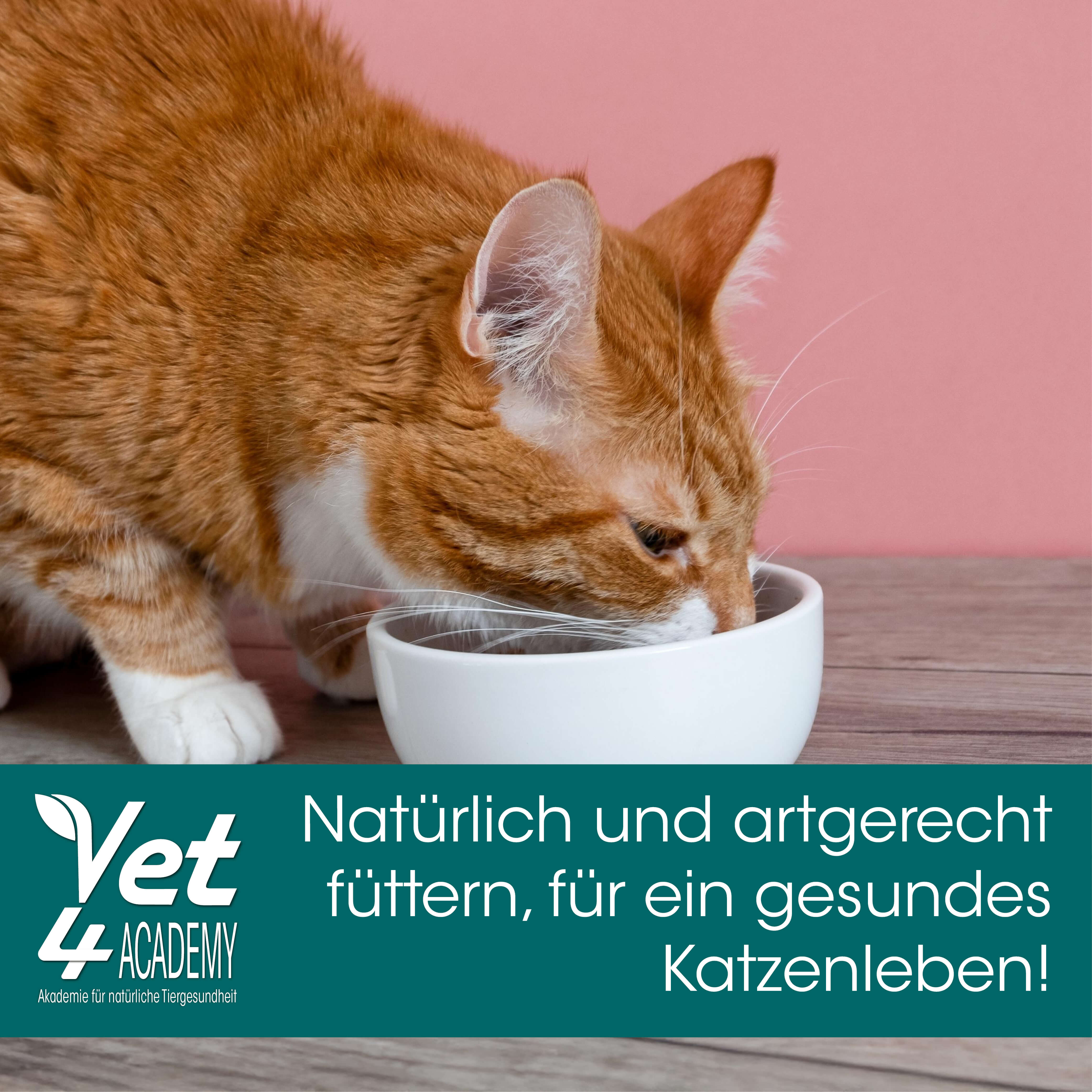 Tier, Katze, Säugetier, Männchen, Haustier