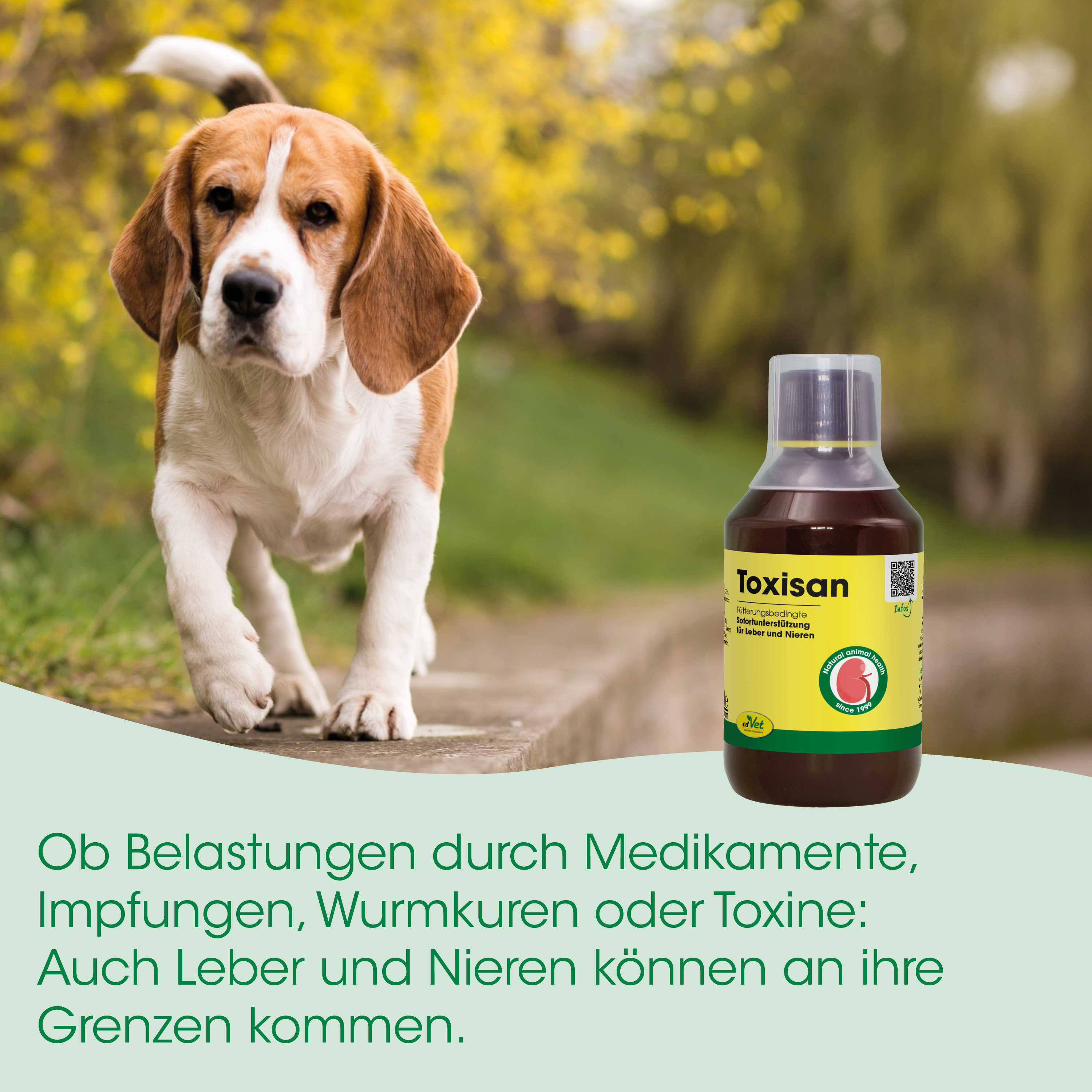 Beagle, Hund, Gelb-braun, Flasche Medizin, Toxisan