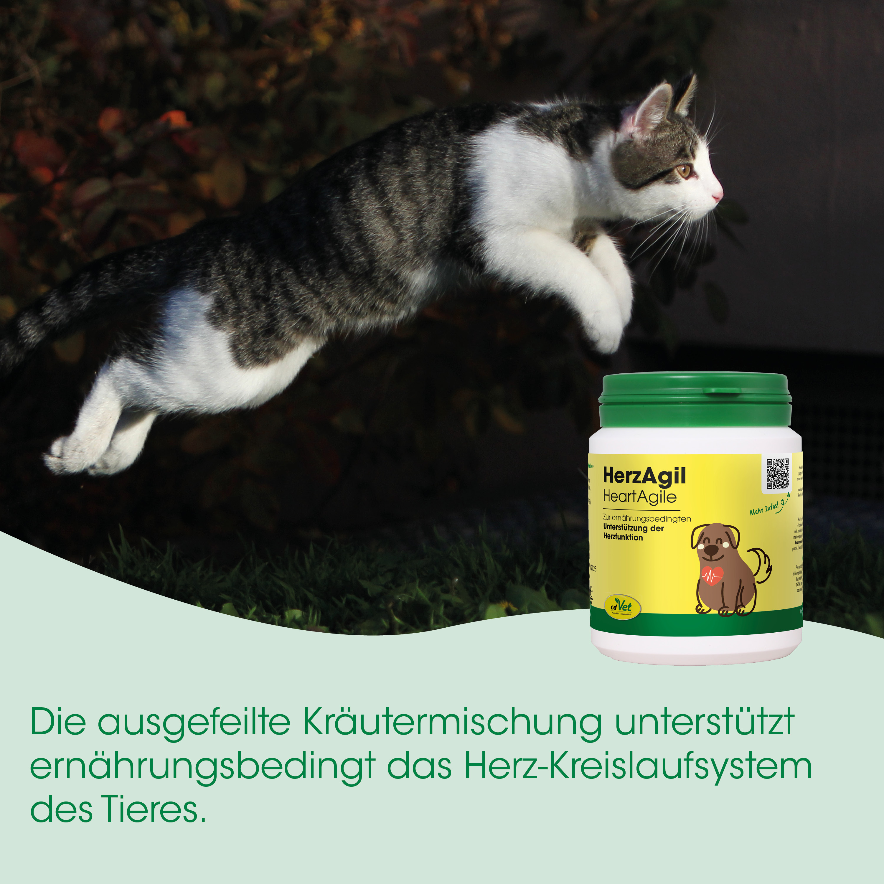 Katzenfutter, Herzgesundheit, Nahrungsergänzung, Herz-Kreislauf, Tiergesundheit