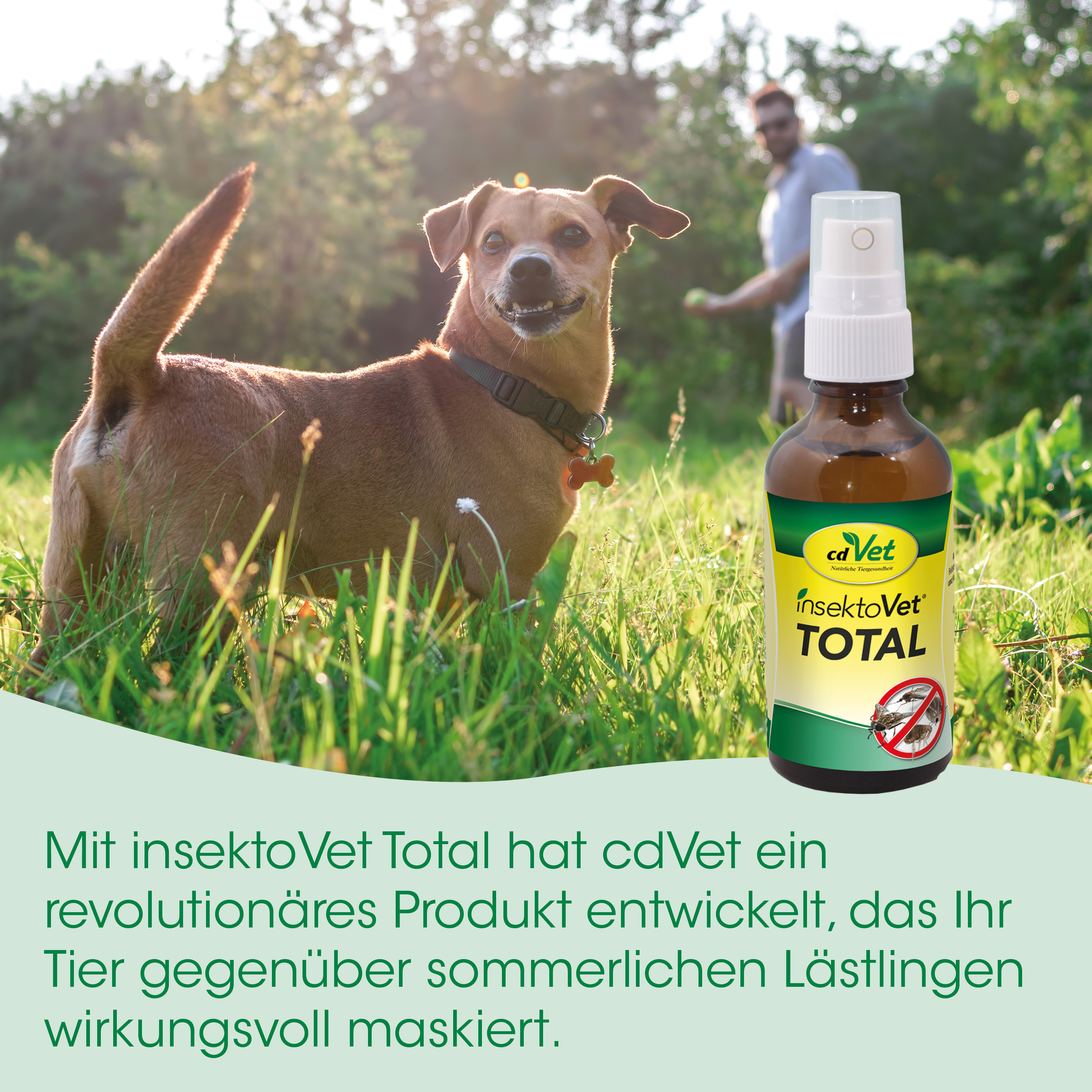 Hund, Halsband, Knochen, Sprühflasche, Insektizid