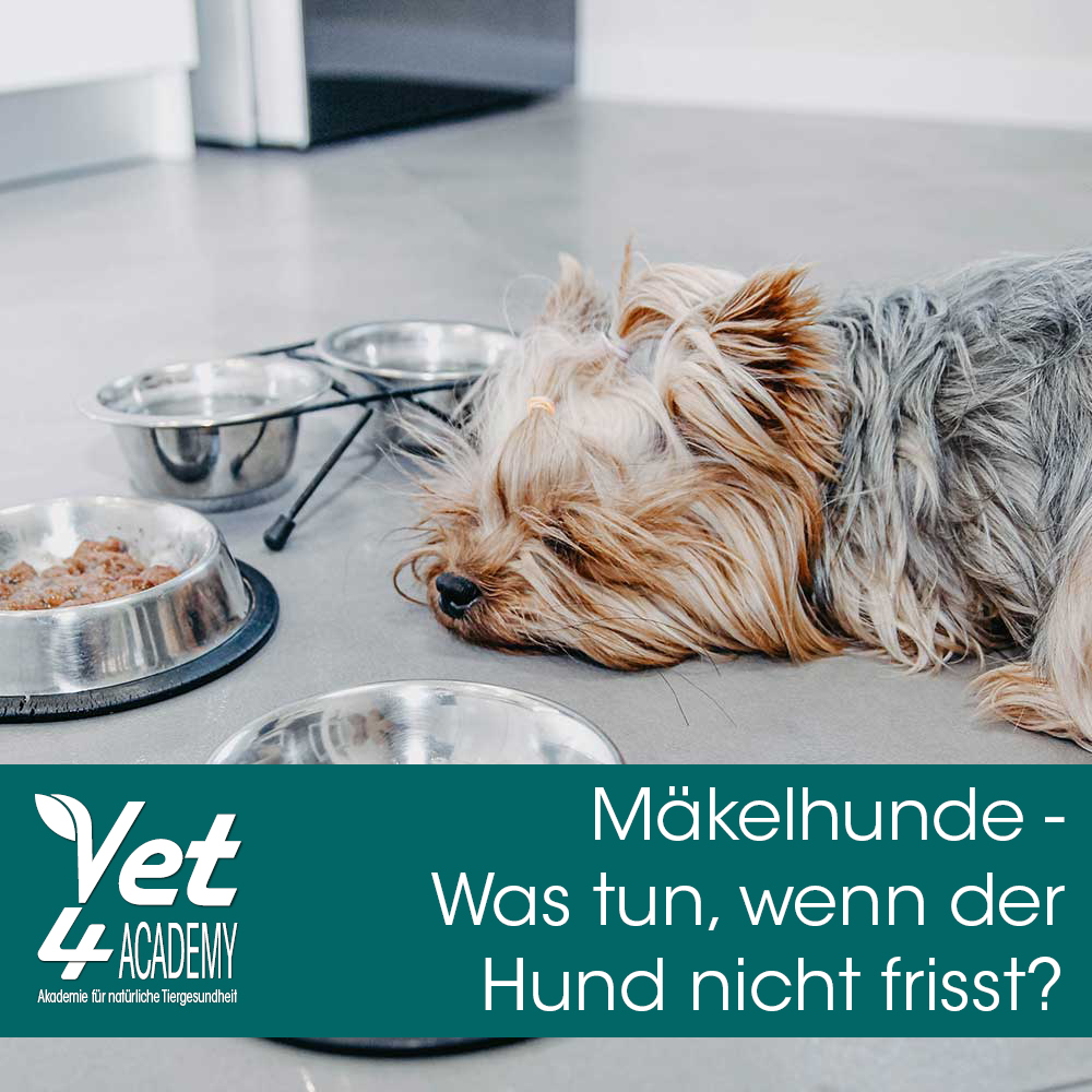 Videoaufzeichnung - Mäkelhunde
