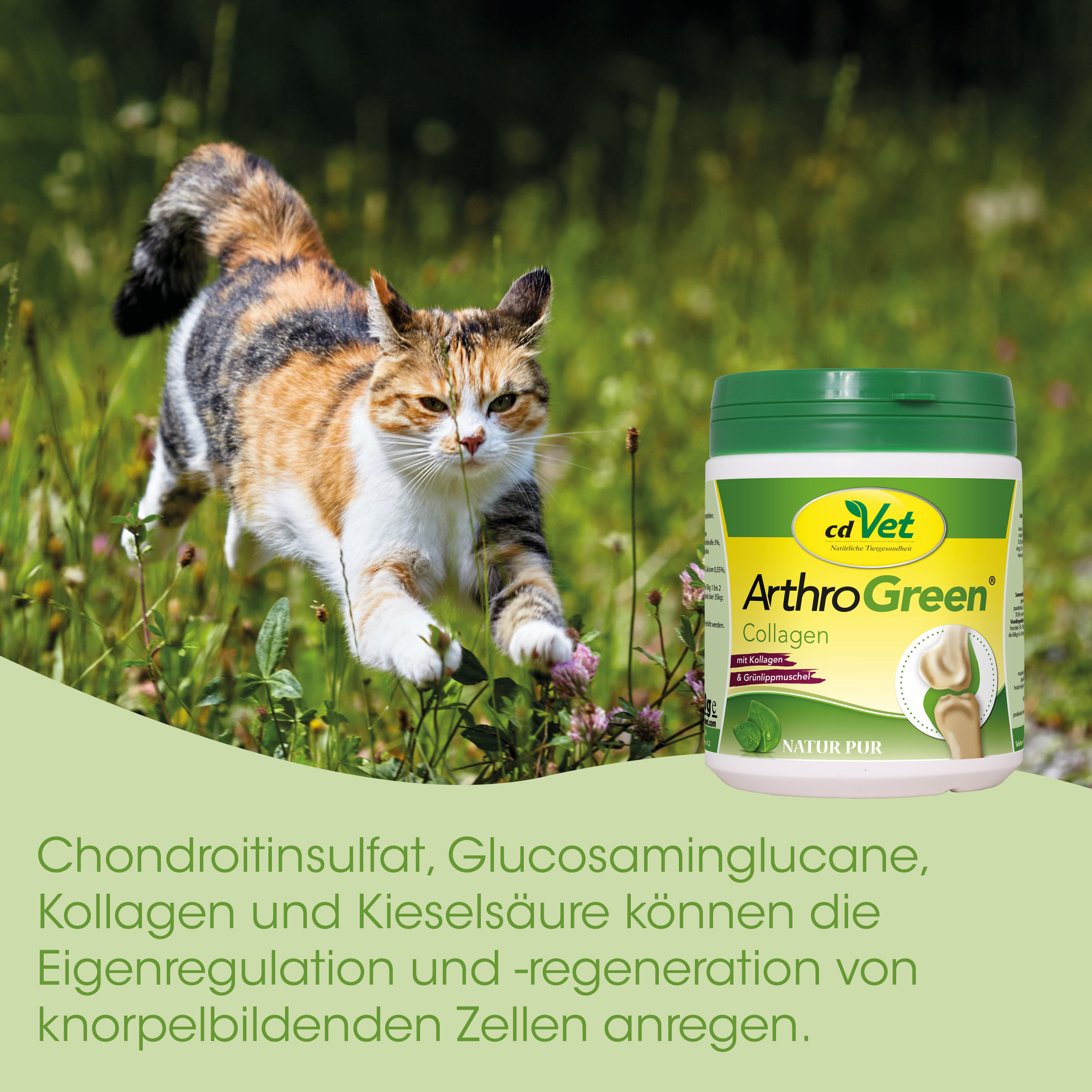 Katze, Katzenspielzeug, Grasfeld, Tierarztprodukt, Collagenprotein
