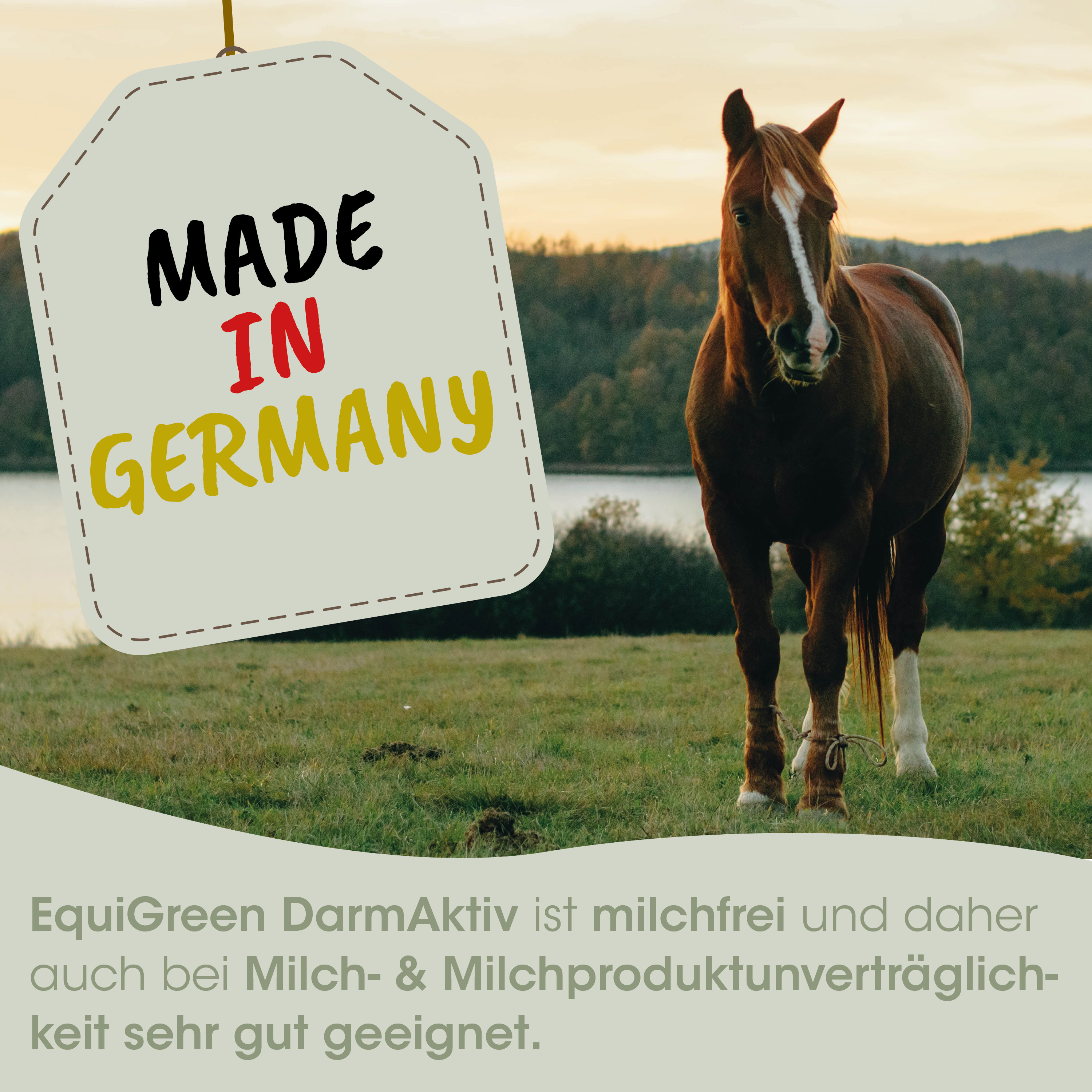 Pferd, Tier, Weide, Pferdehaltung, deutschland