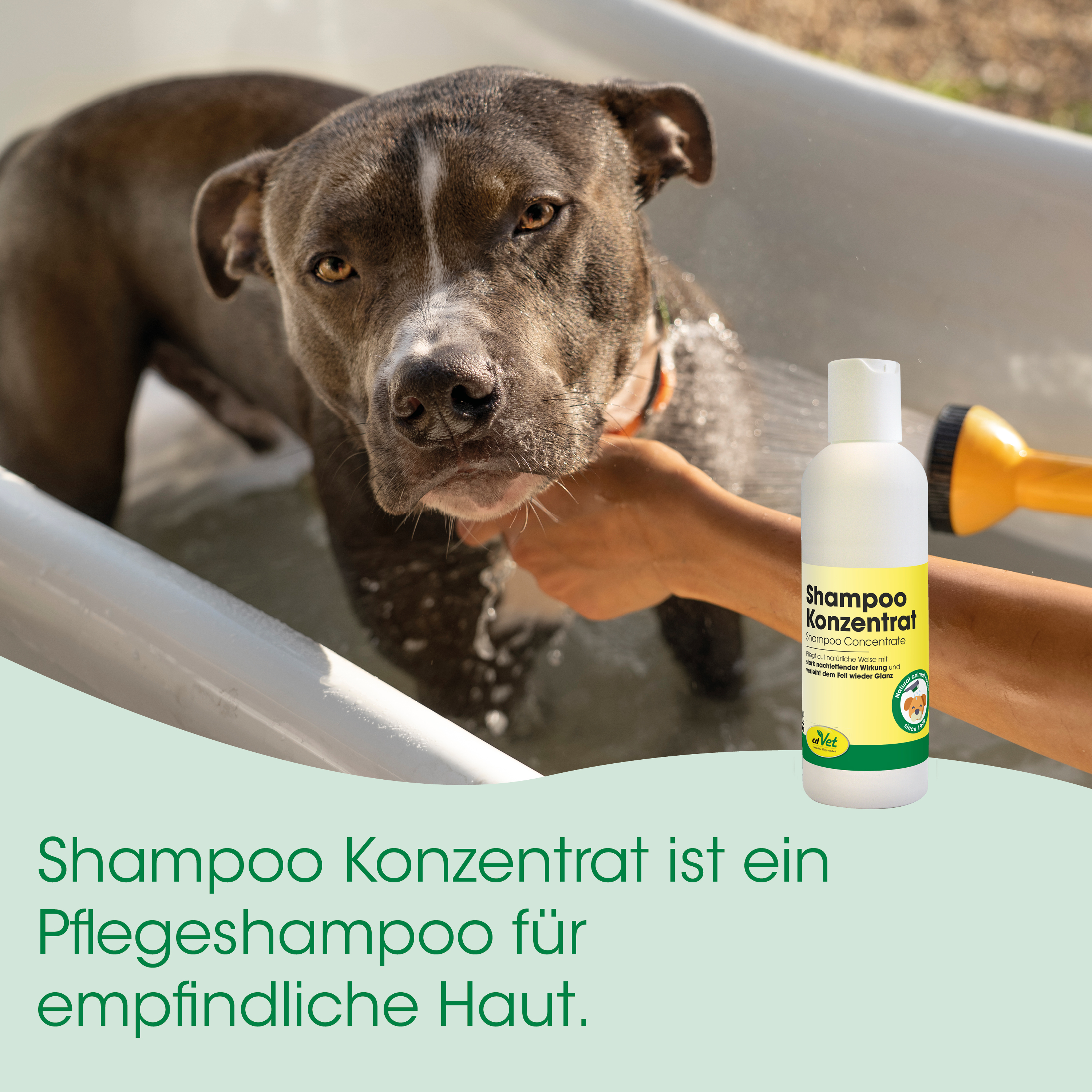 Hund, Hunde-Shampoo, Shampoo-Konzentrat, Bad, Hundefpflege
