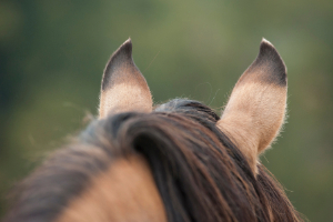 Tier, Colt Horse, Pferd, Säugetier