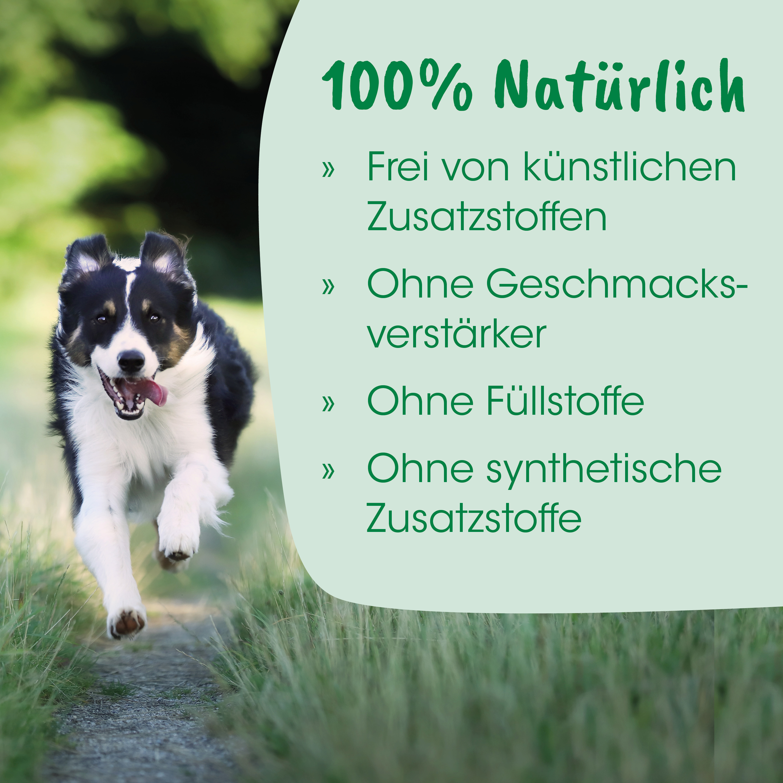 Hund, Lauf, Schwarz-weiß, Tier, Outdoor