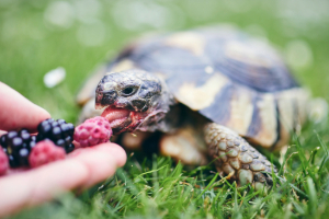 Tier, Schildkröte, Beere, Schlange