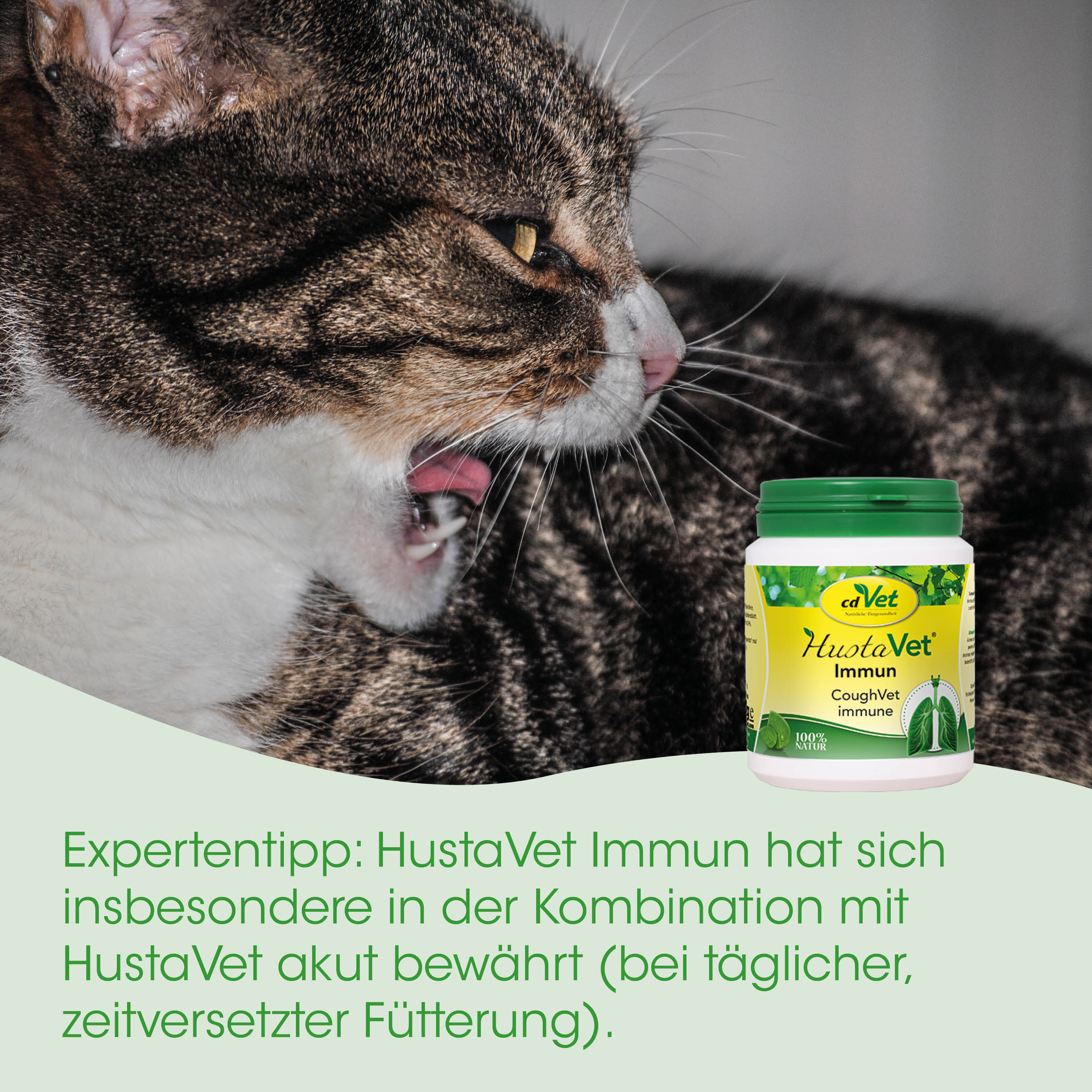 Katze, Katzenprodukt, Immunsystem, Hustavet Immun, Katzenmedizin